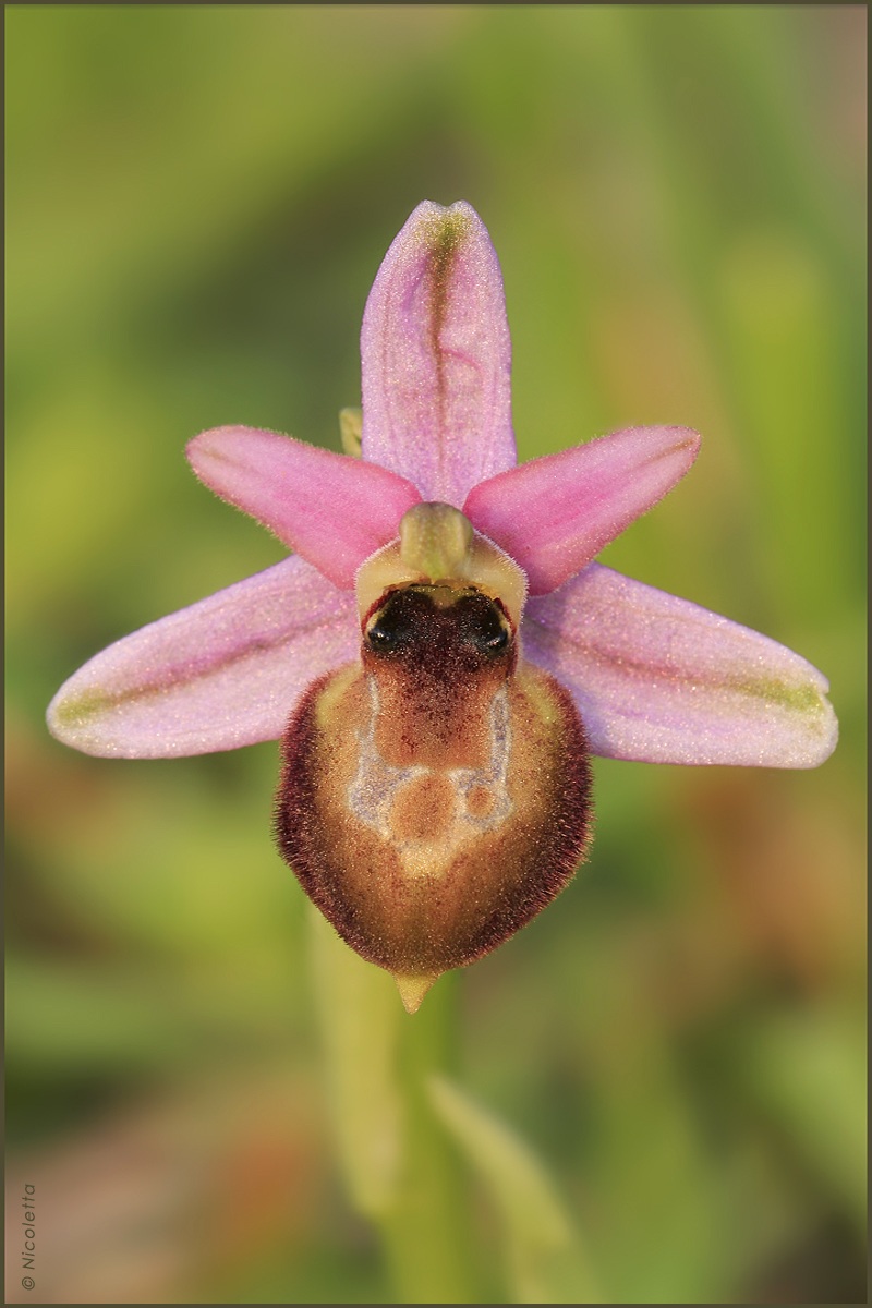 Ophrys