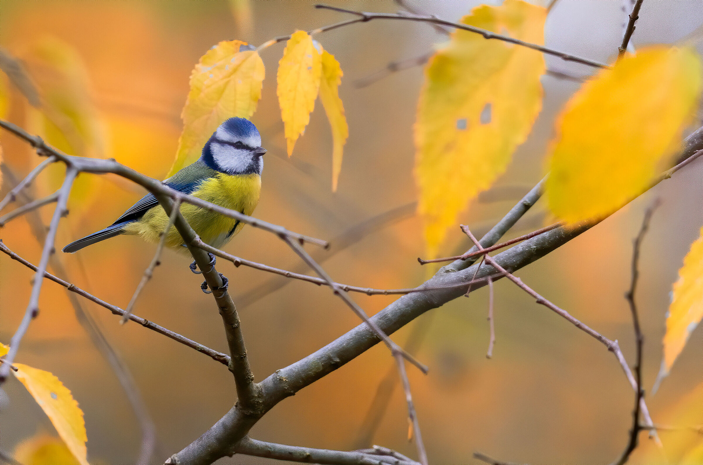 Parus Caeruleus - Rome Talent Park