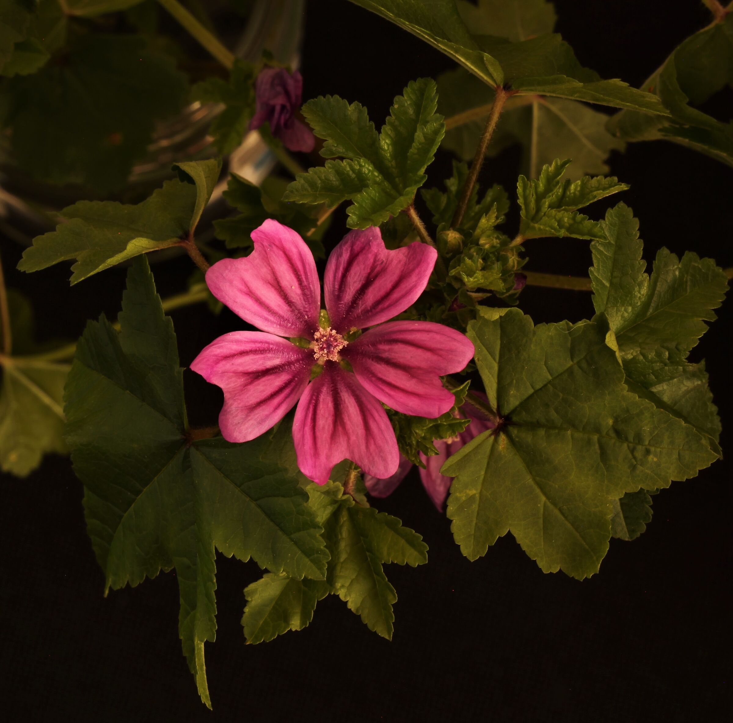 Malva selvatica