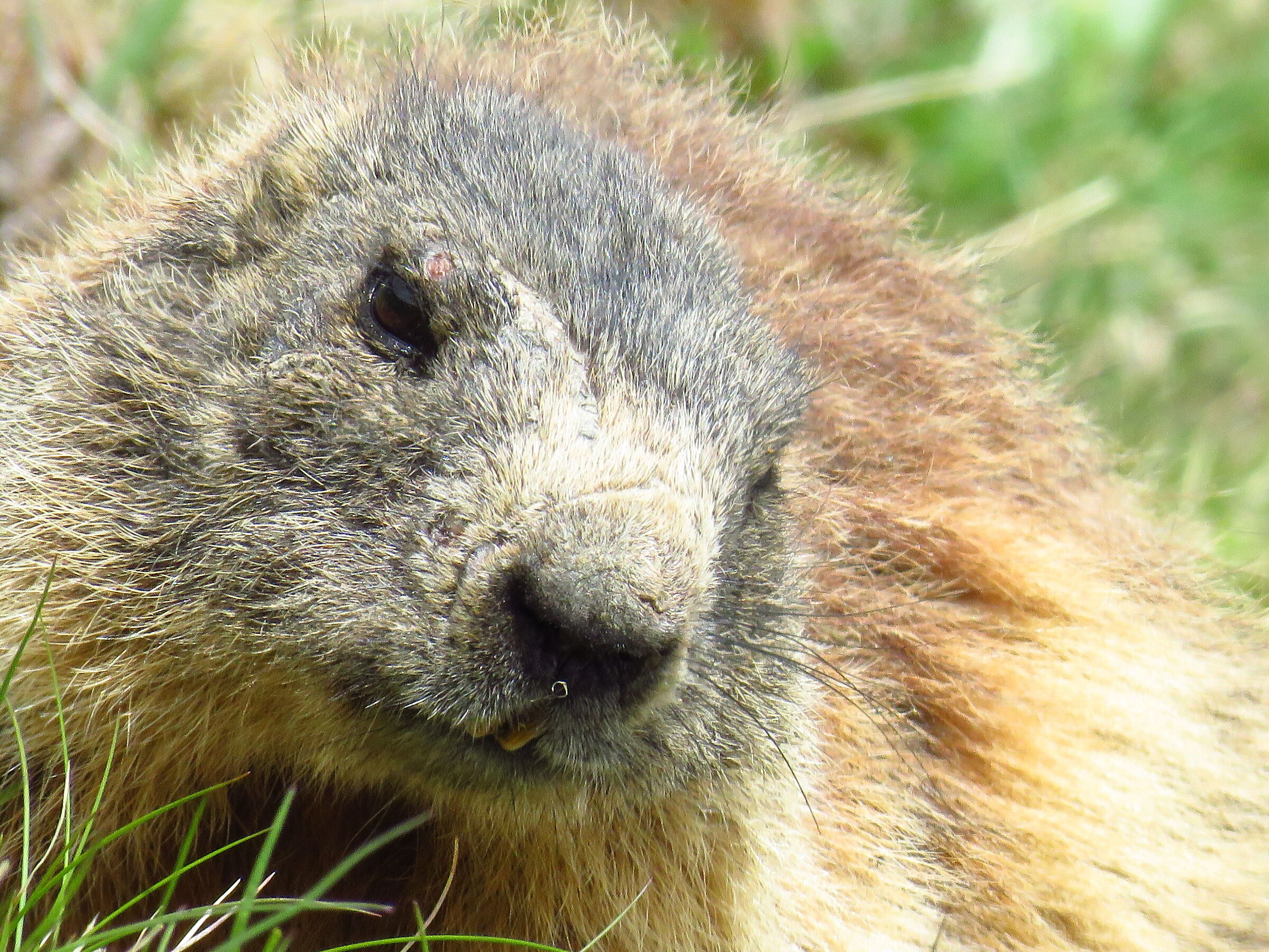 marmot at the Stelvio