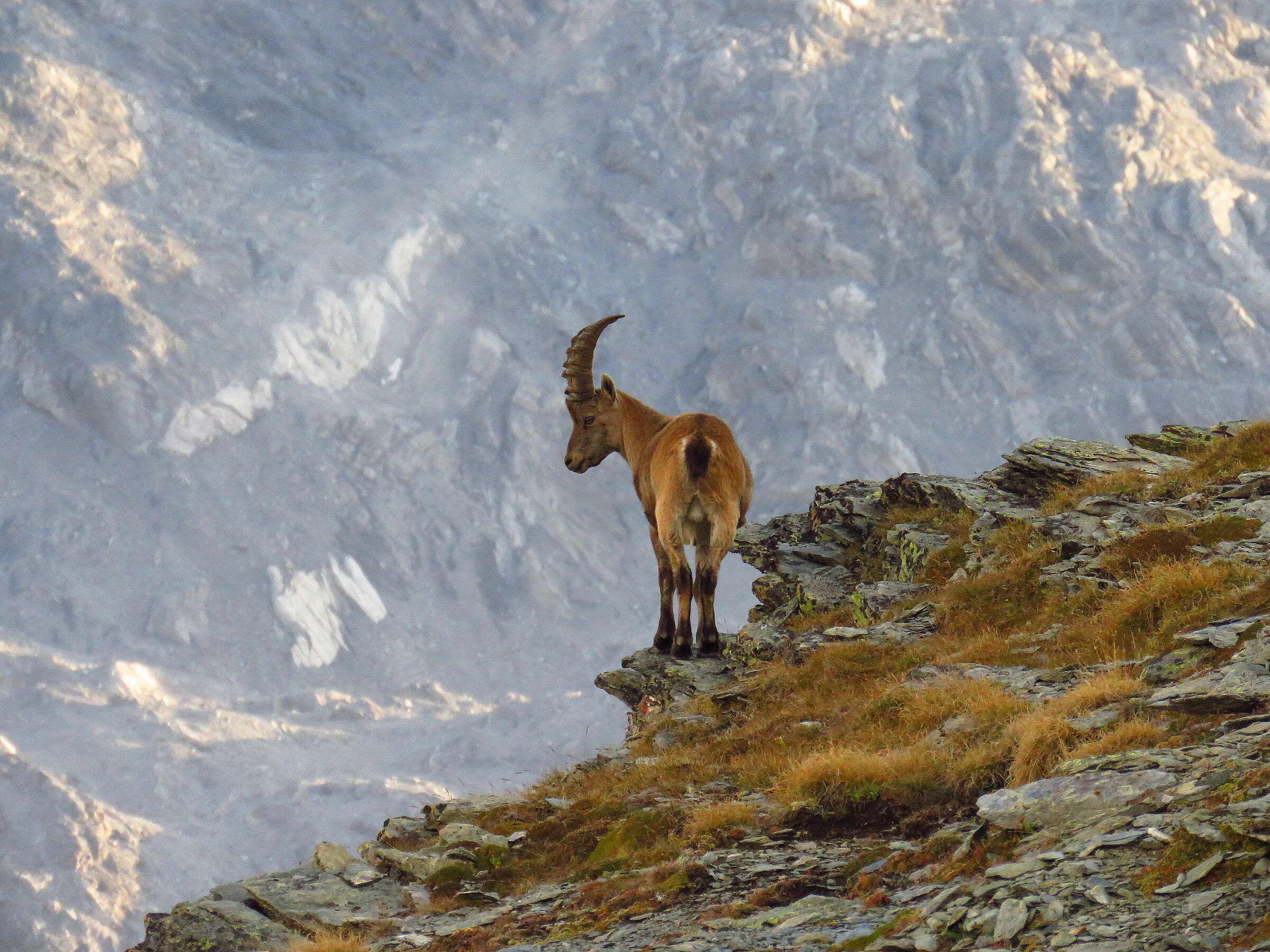 ibex at the Stelvio