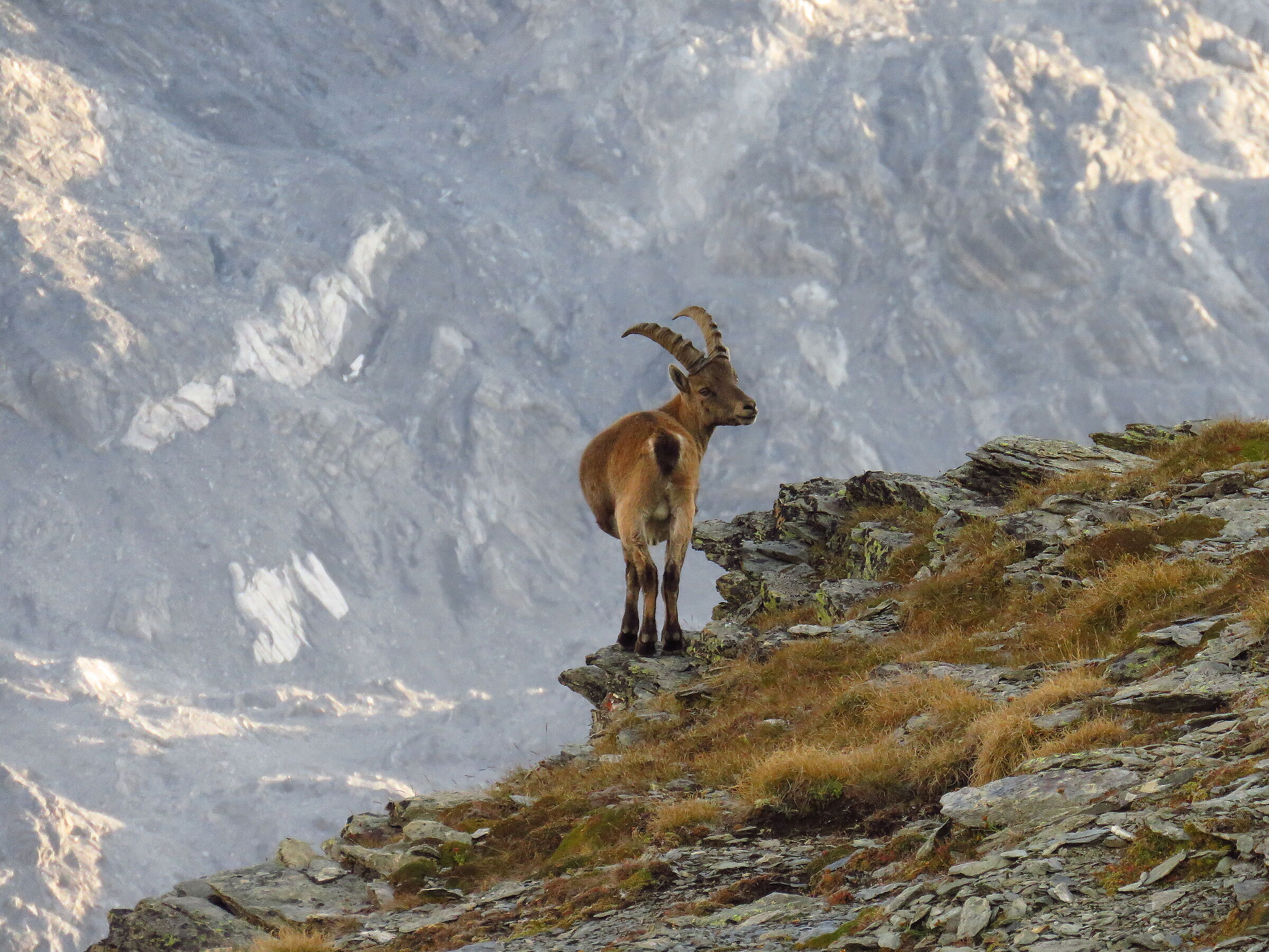 ibex at the Stelvio