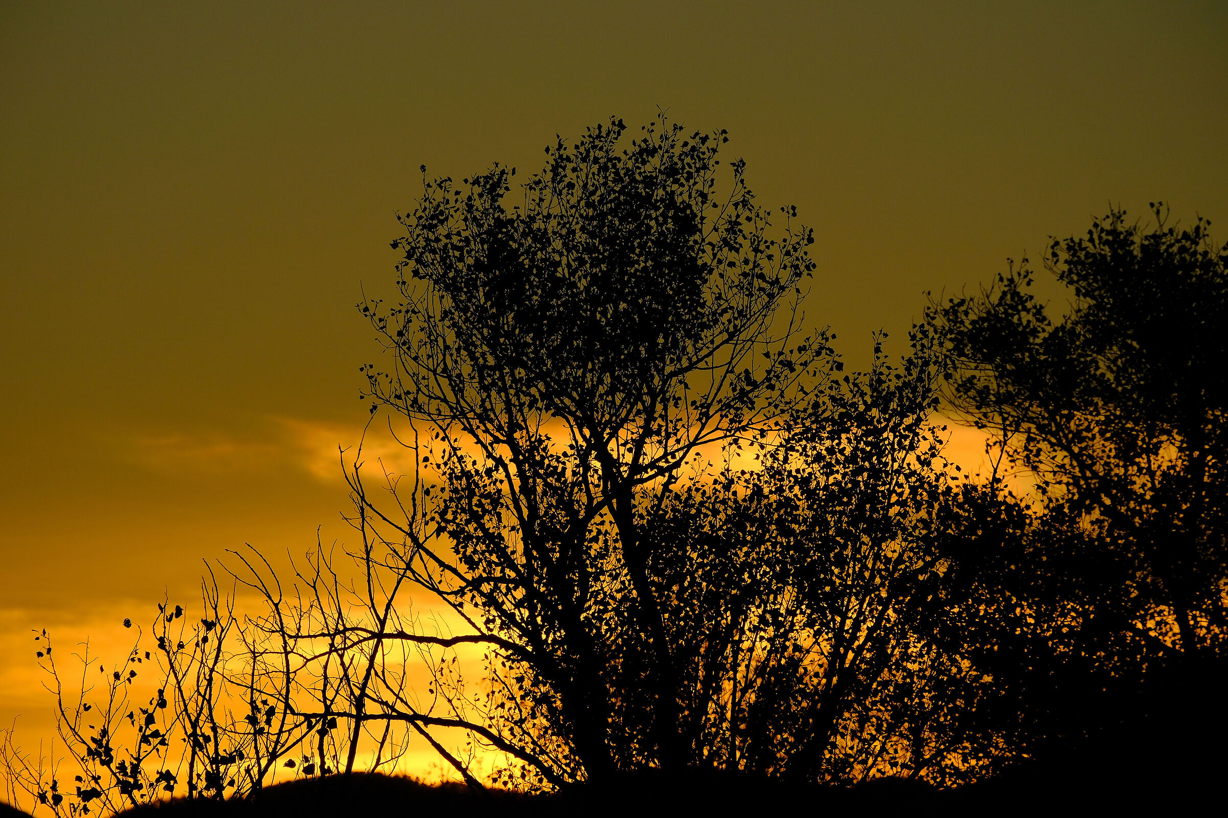 The golden hour at 26 Mpixel...