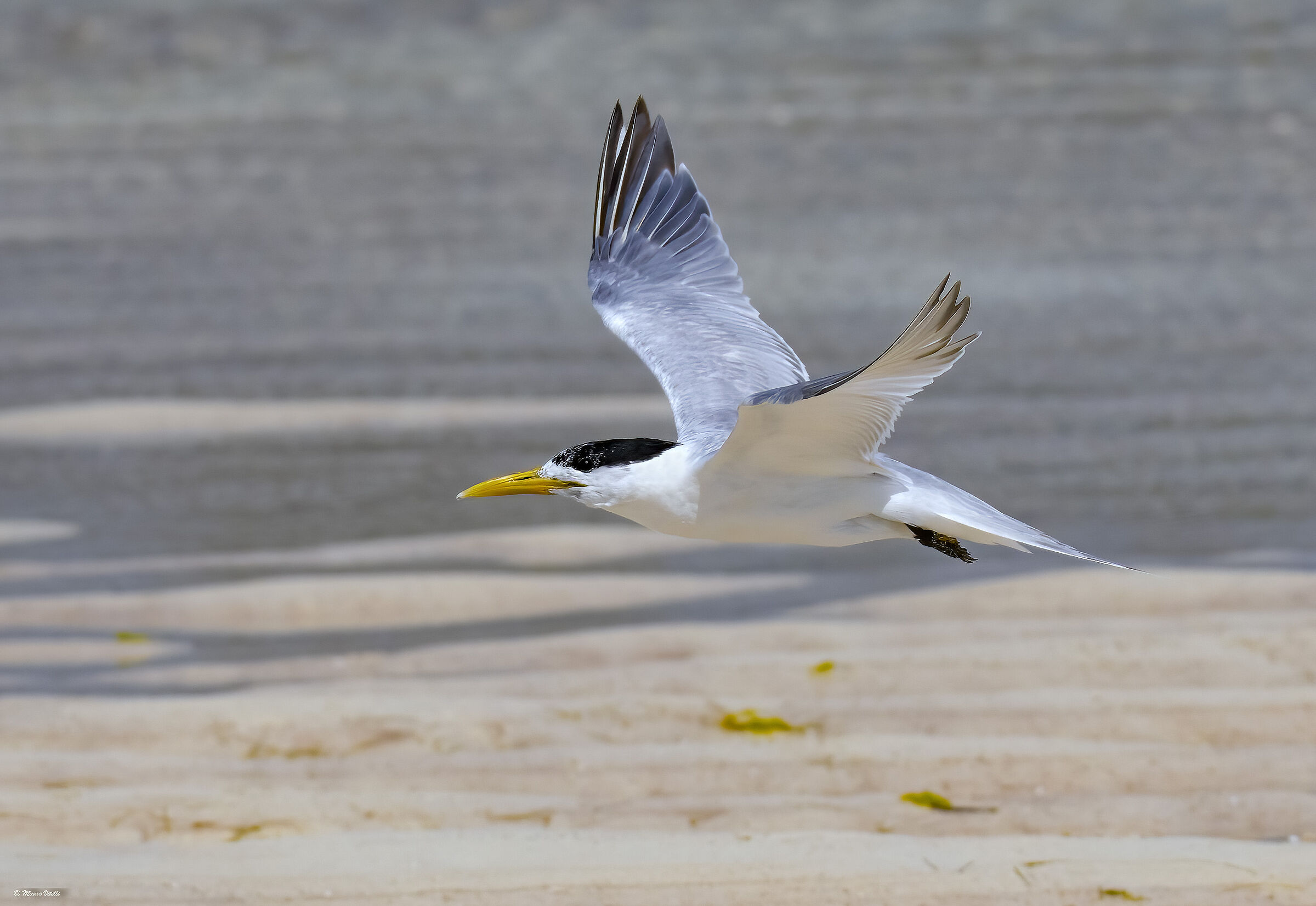 Crested Tern/Fast Fishbill (Thalasseus bergii)