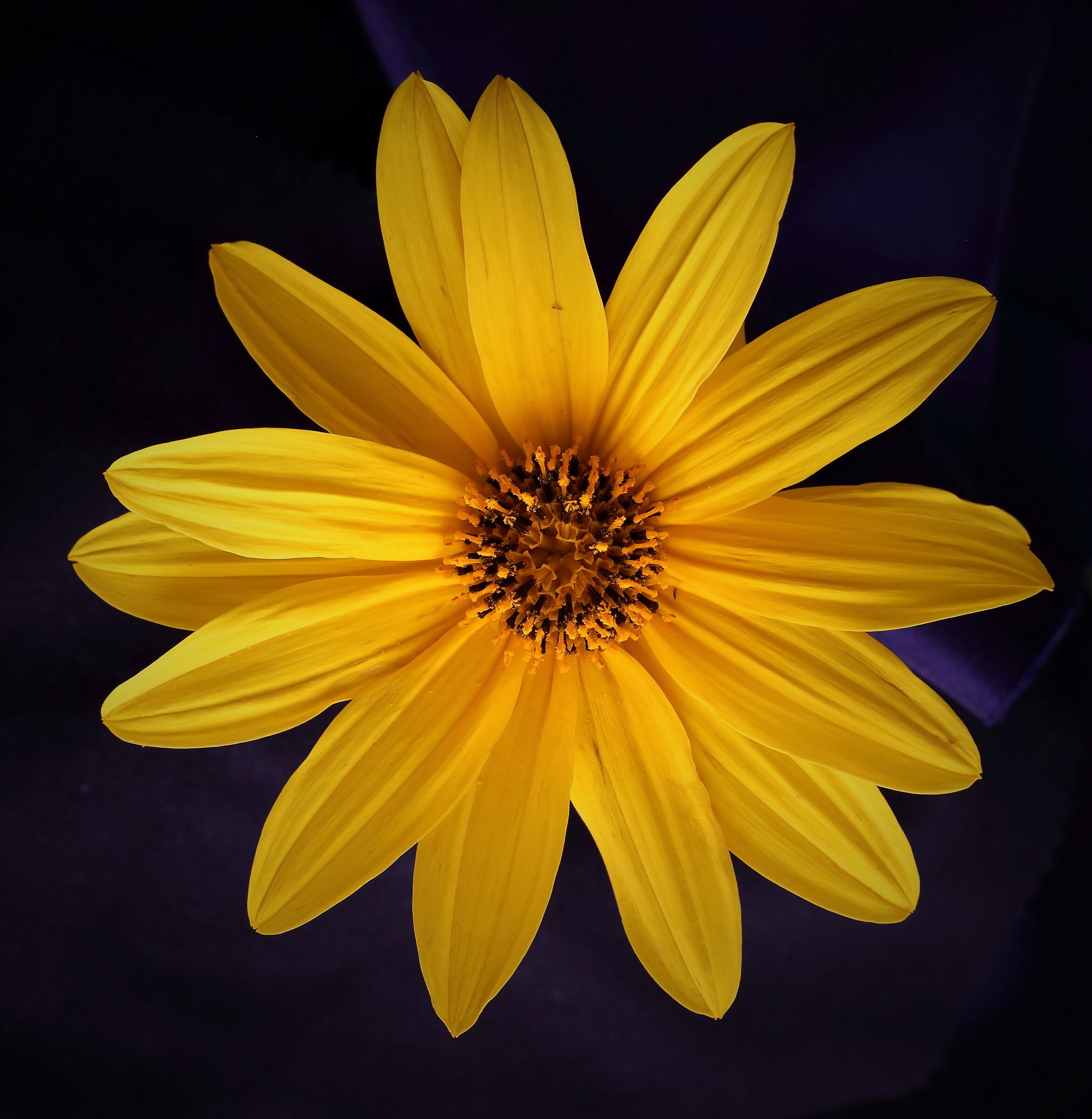 Jerusalem artichoke flower