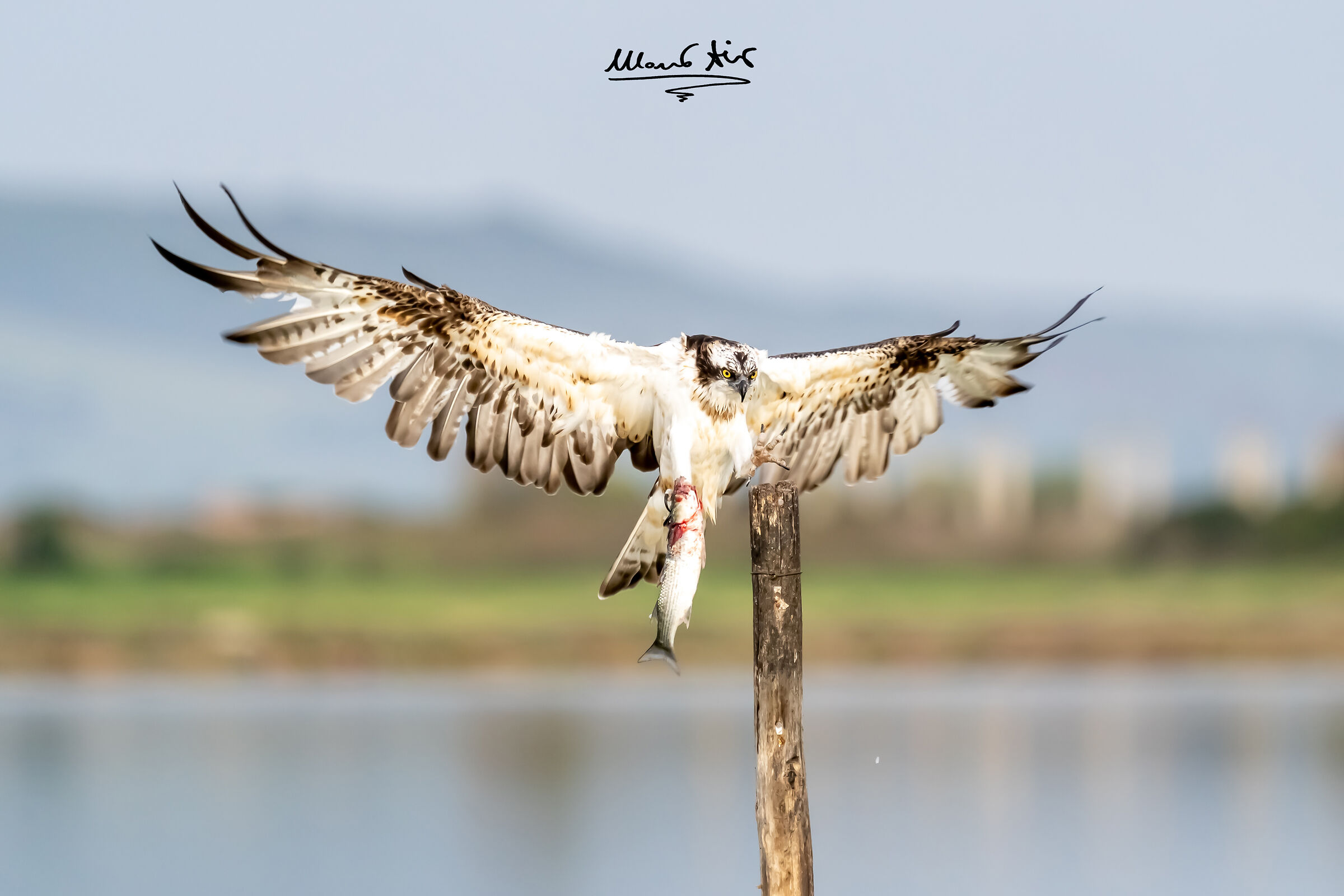 Falco pescatore