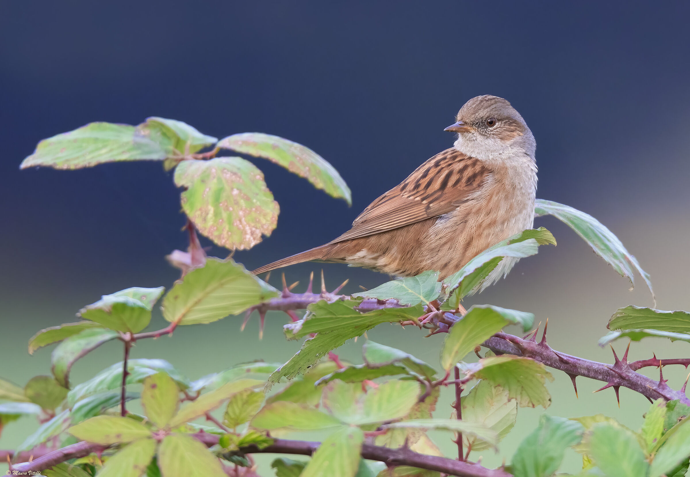 Sparrow (Prunella modularis)