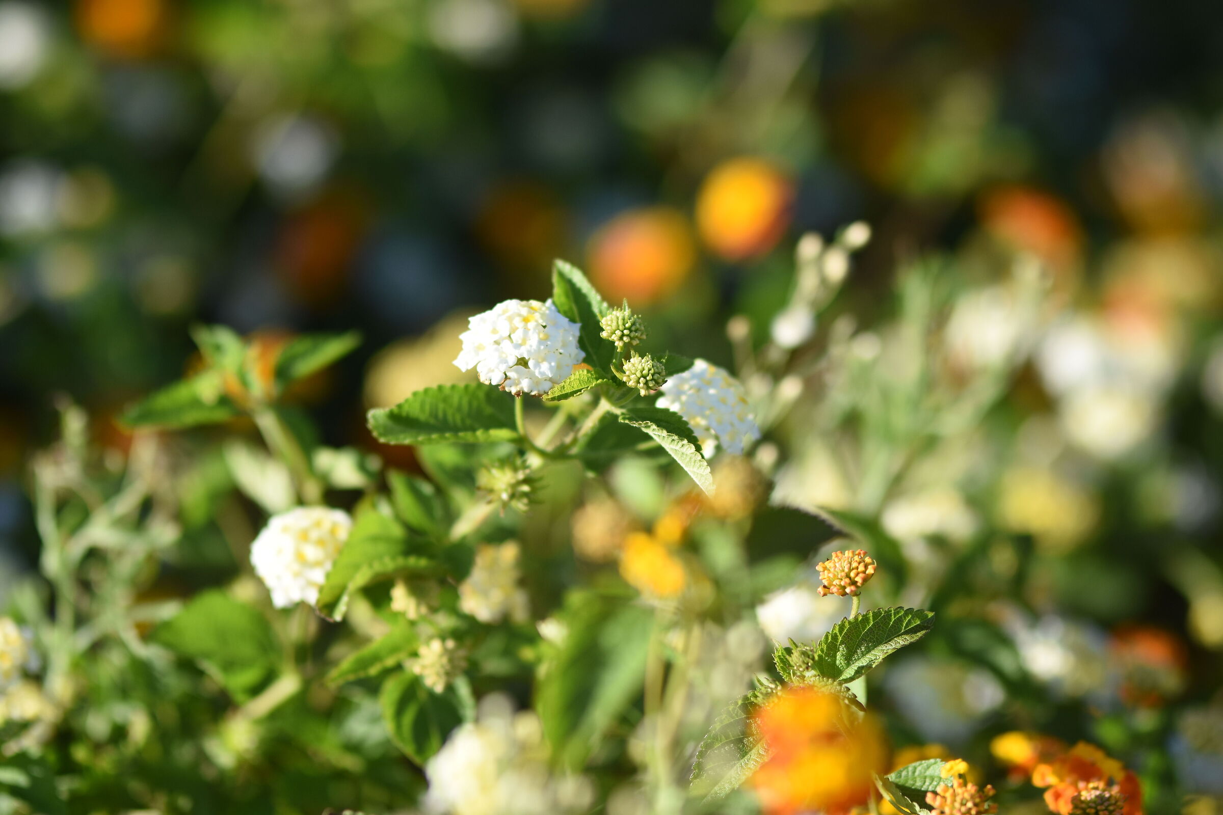 " F. 1.7 ", 1/ 8.0 0 O, ISO 250- Sigma 85, 1.4 Art