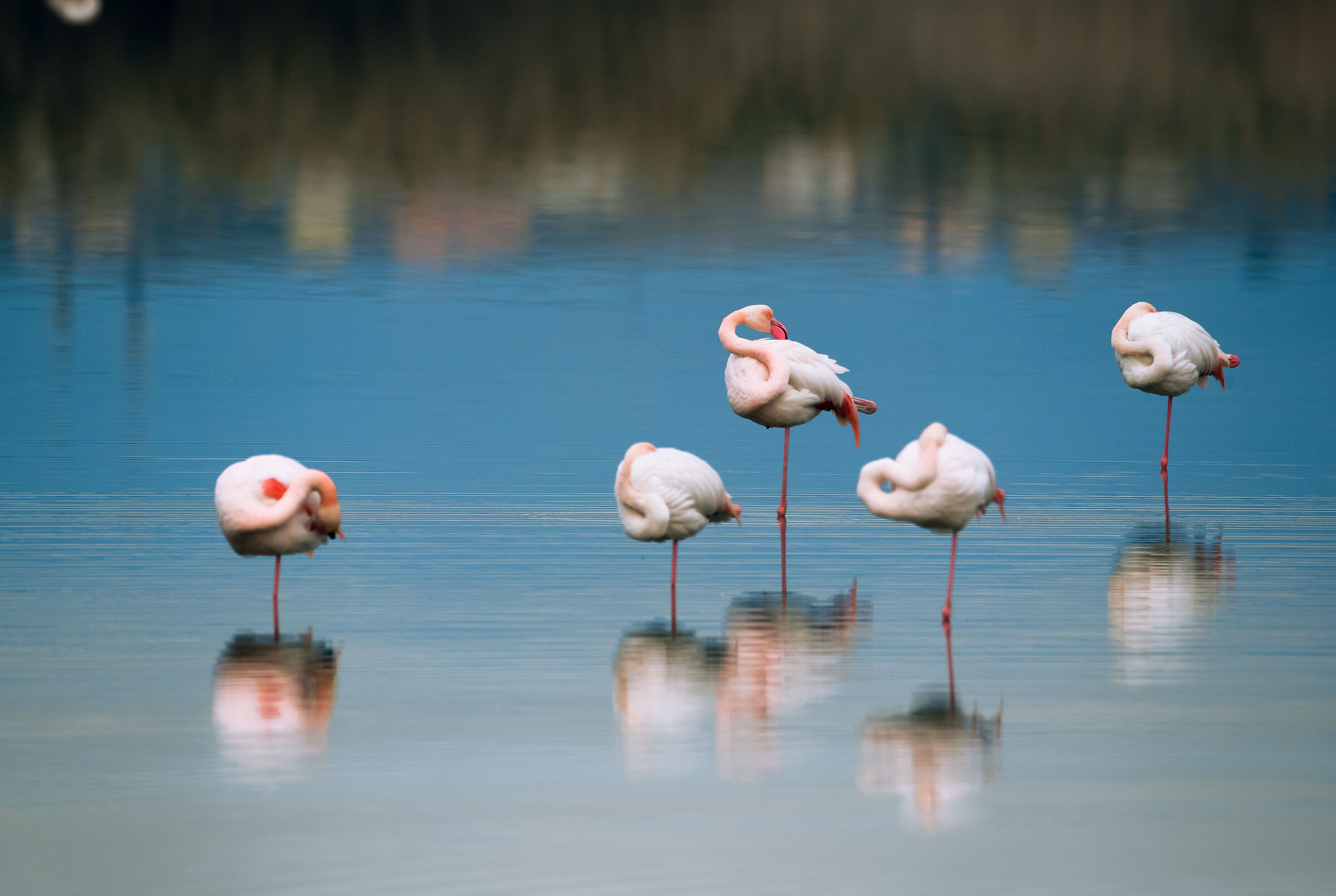 Flock