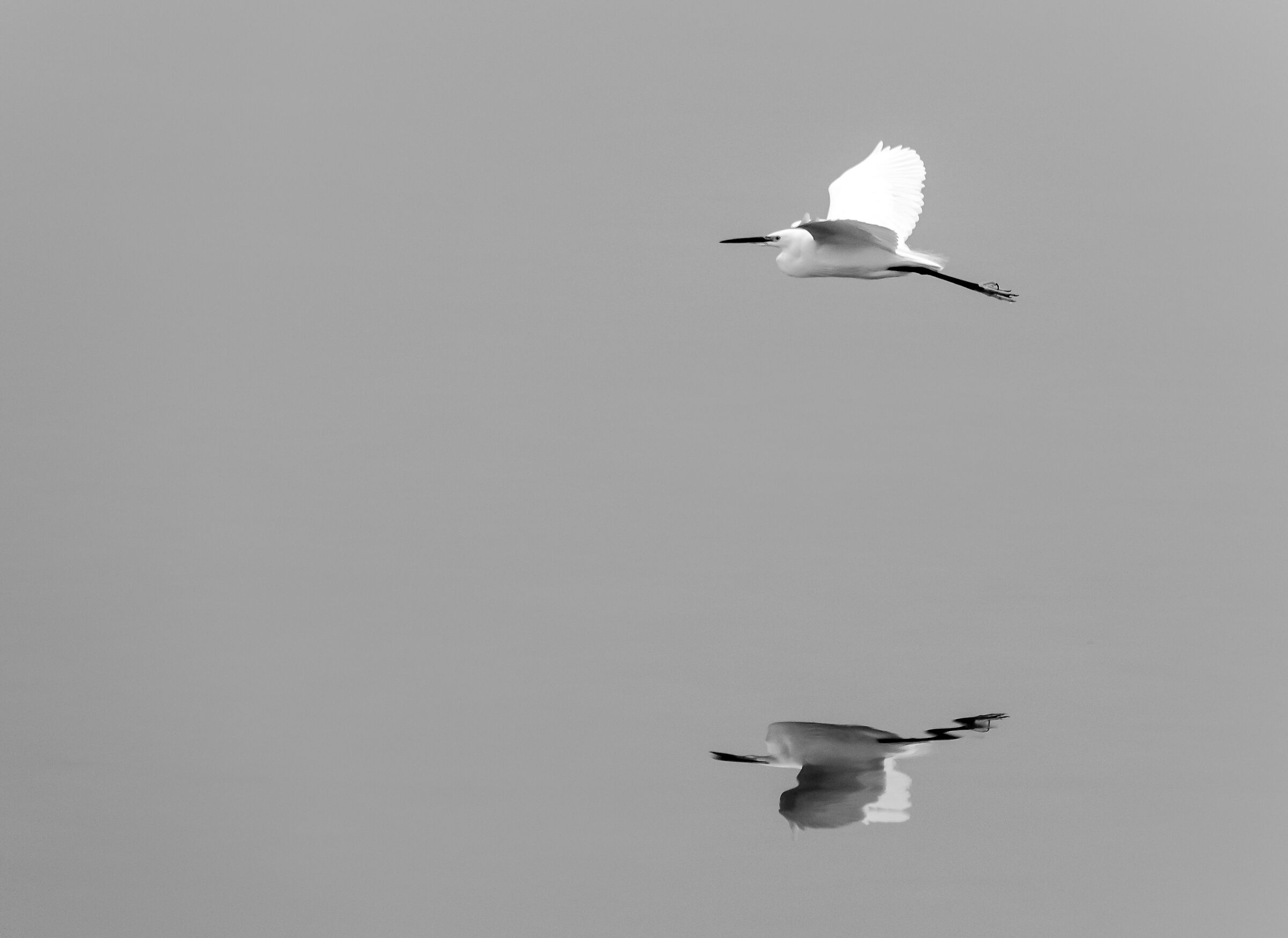 black flight