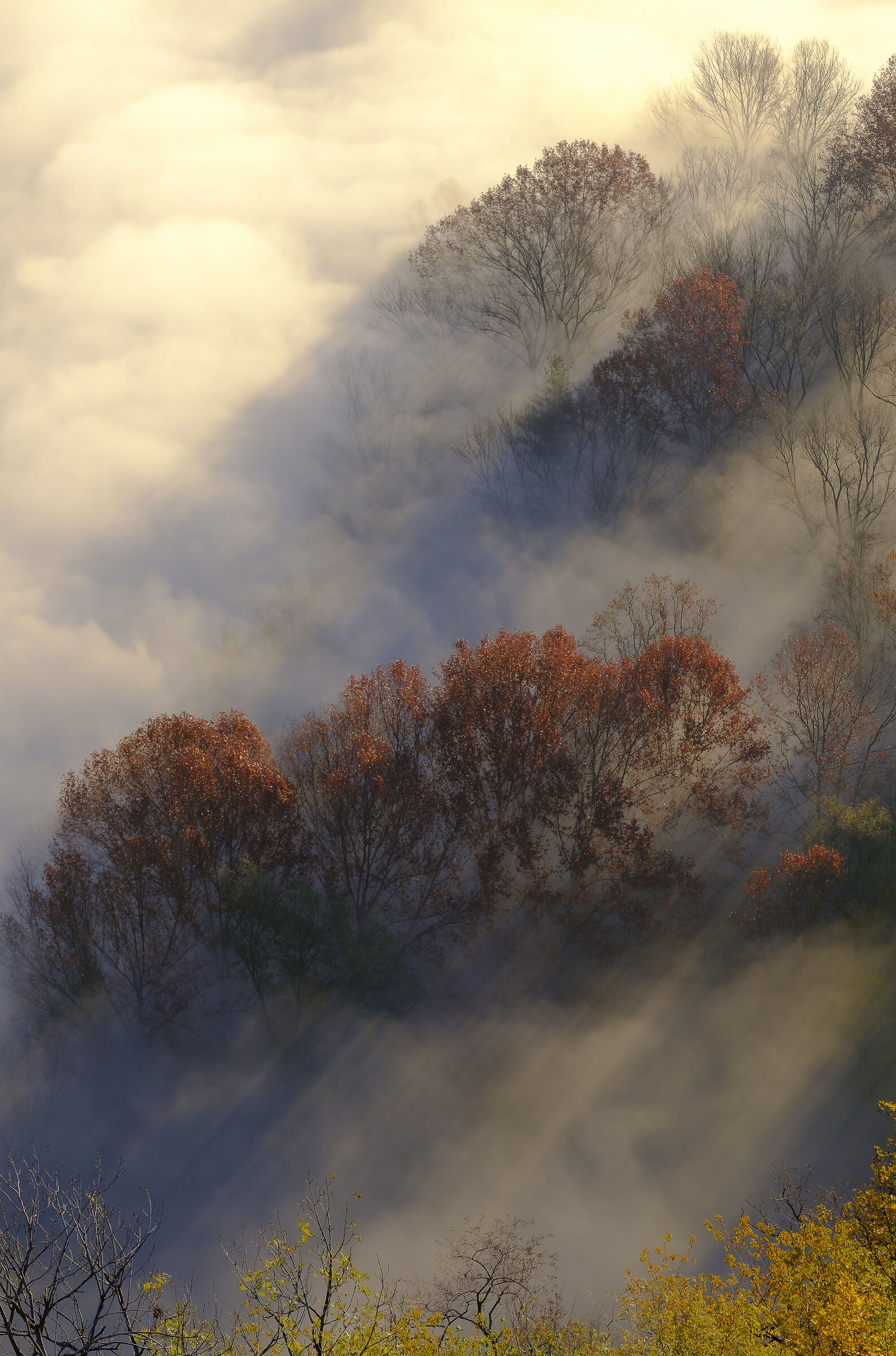 Dettagli nella Nebbia