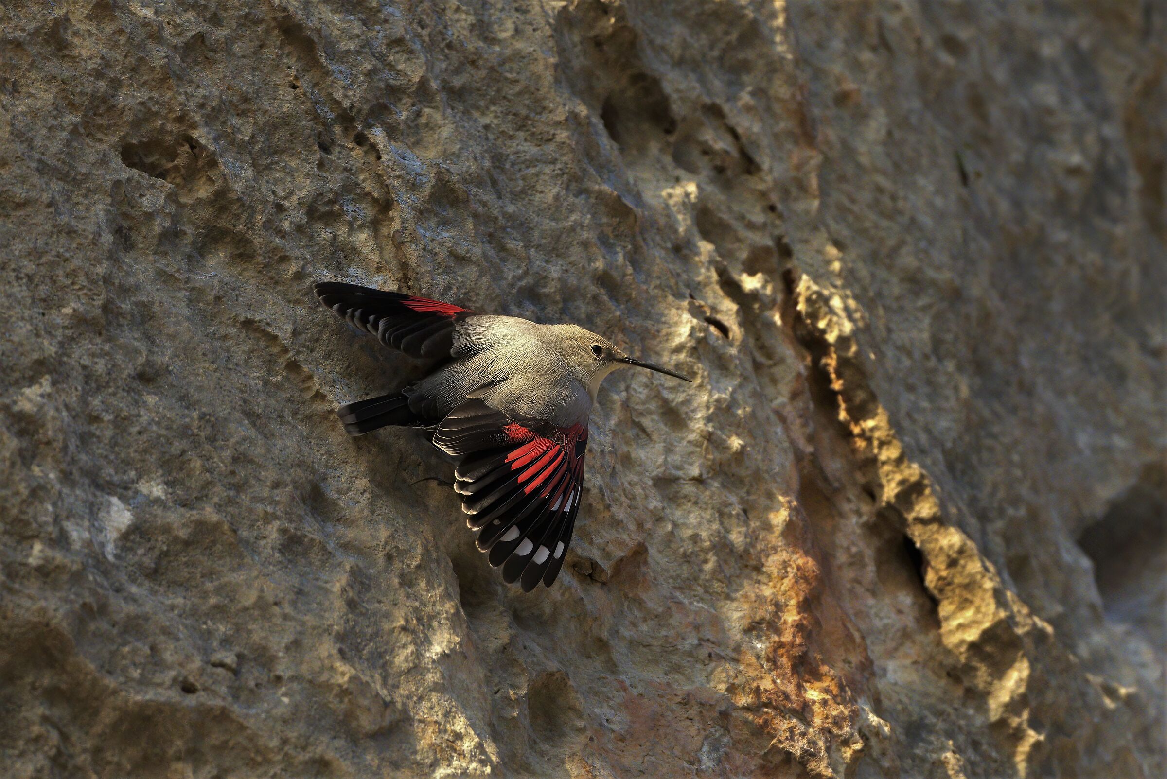 wallcreeper