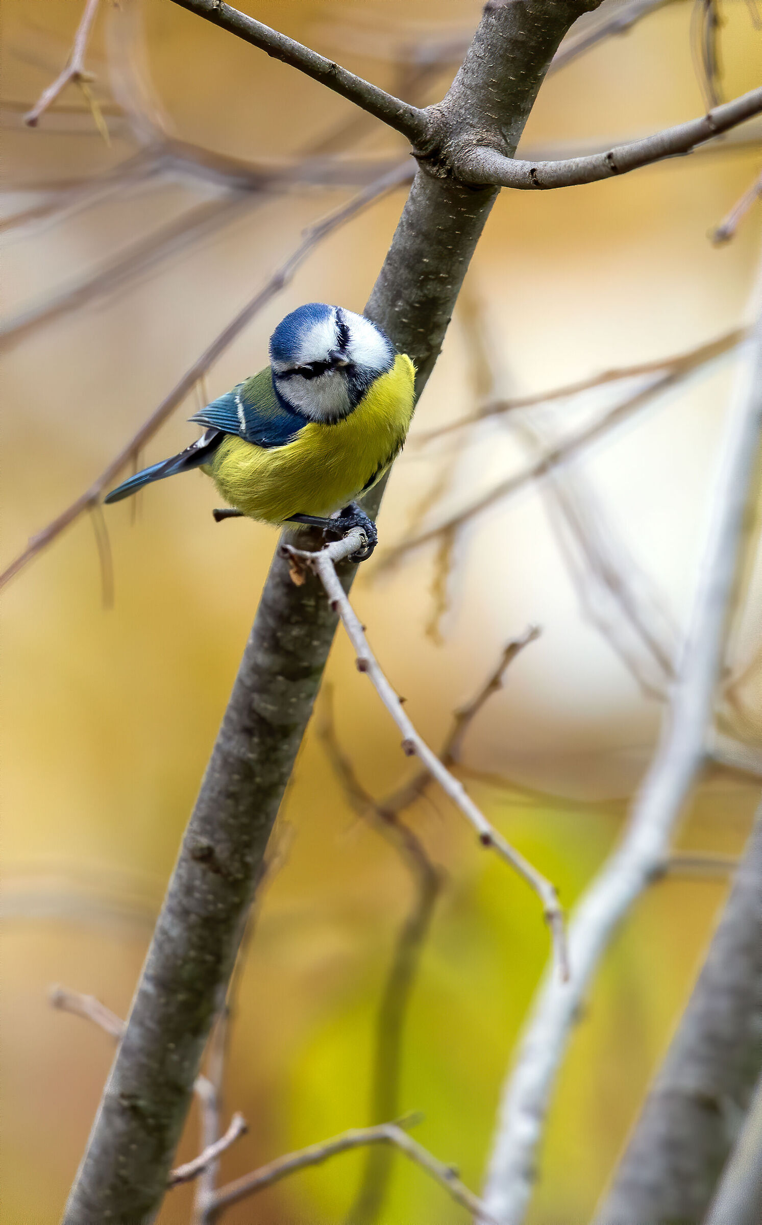 Cinciarella Parco Talenti in Rome
