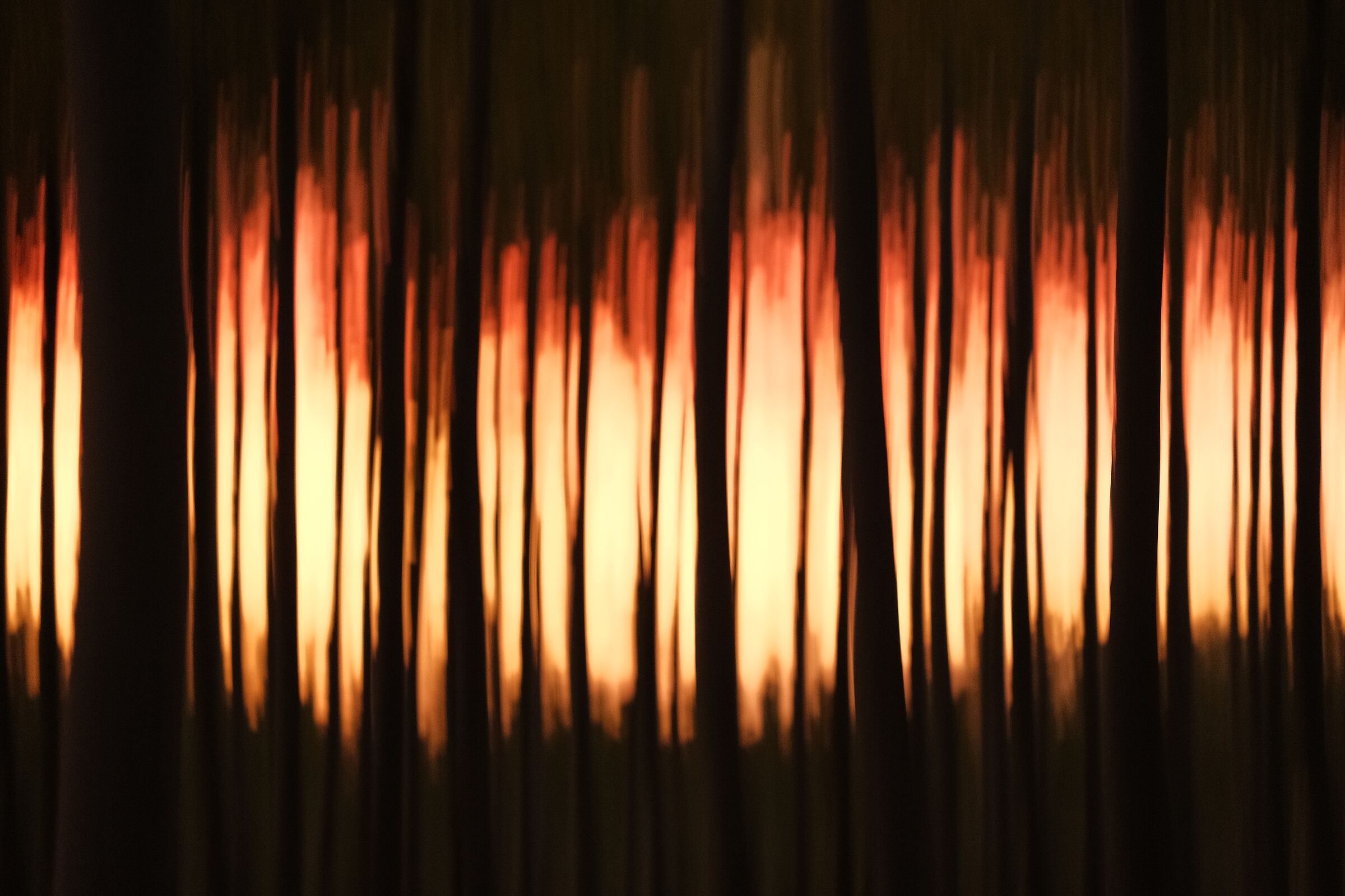 Forest at sunset