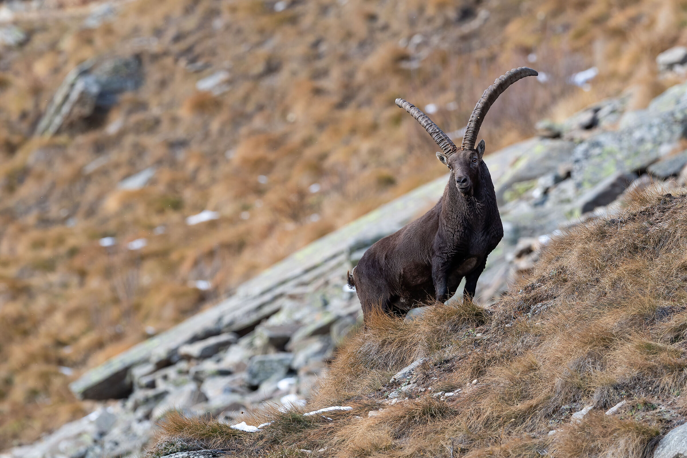Ibex
