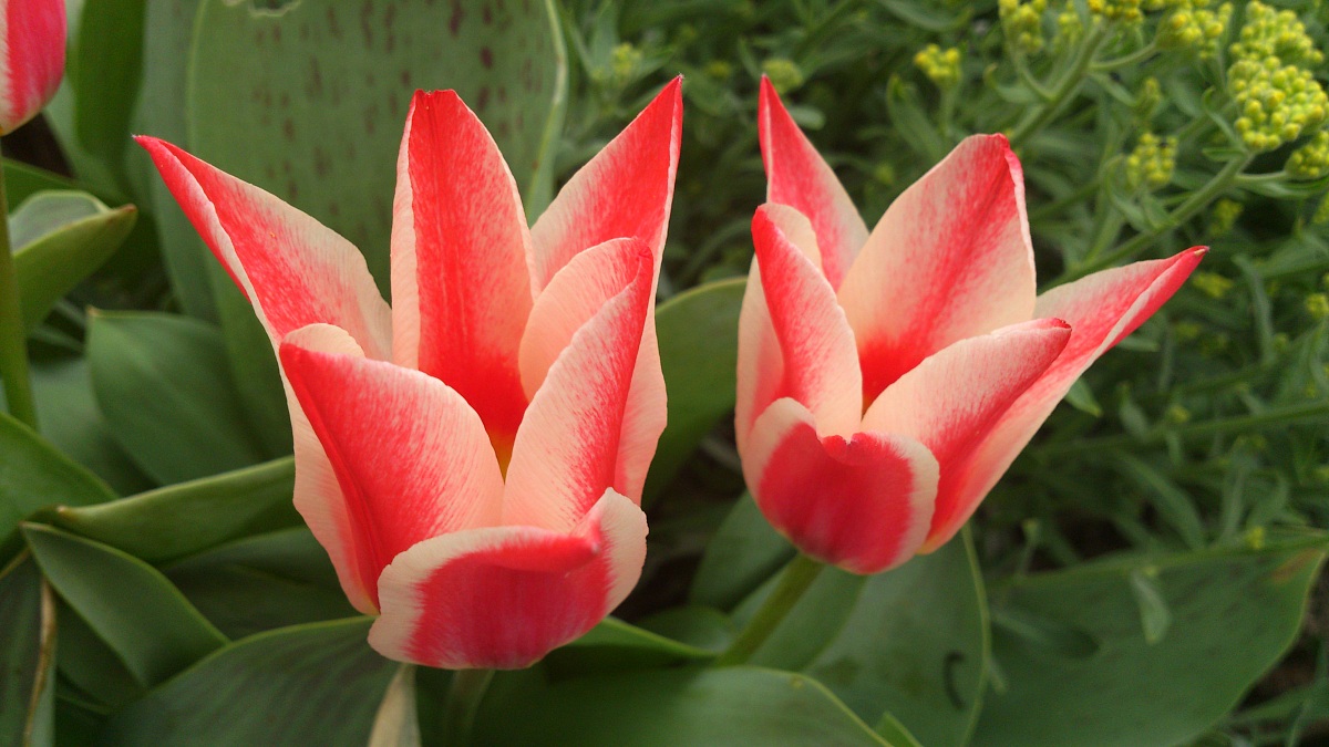 tulipani 1