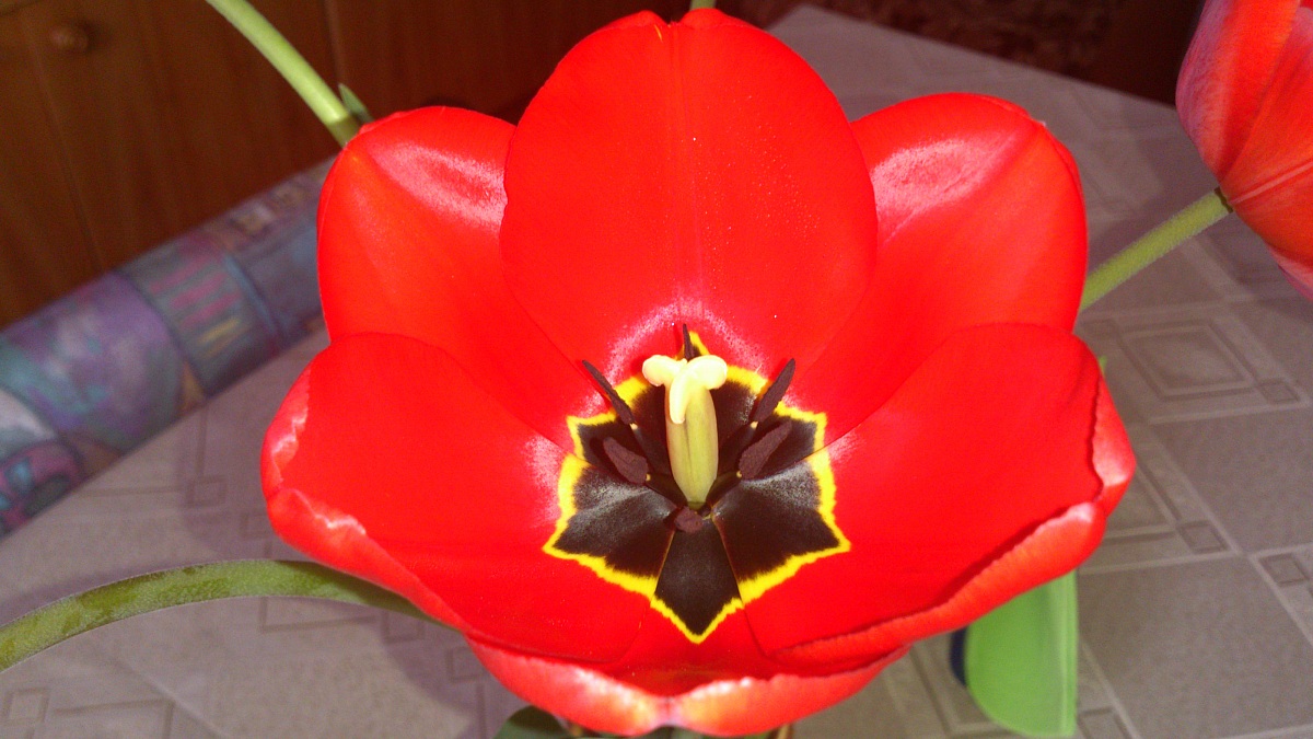 tulipani 2