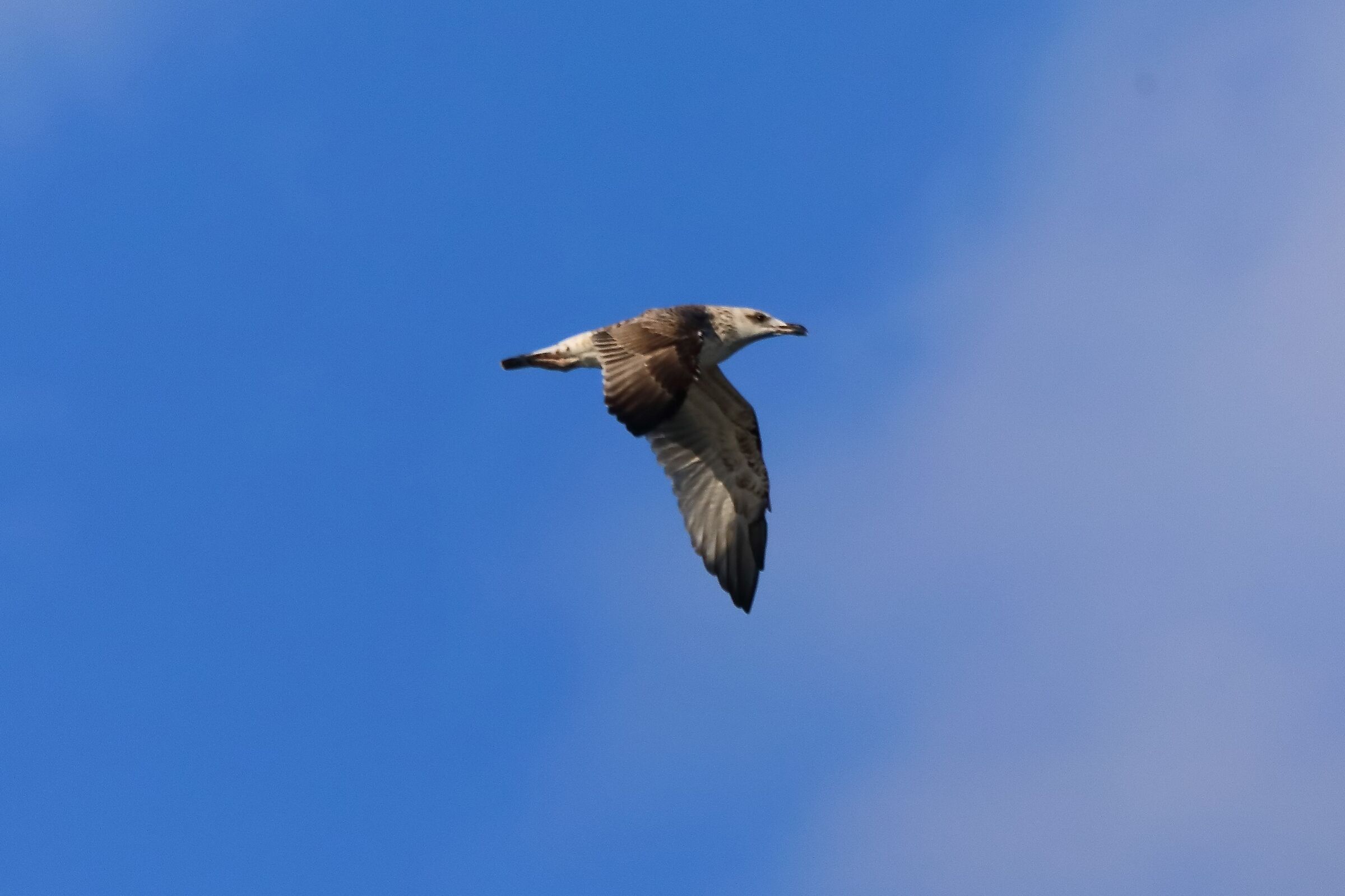 gabbiano terrestre 08-08-2022