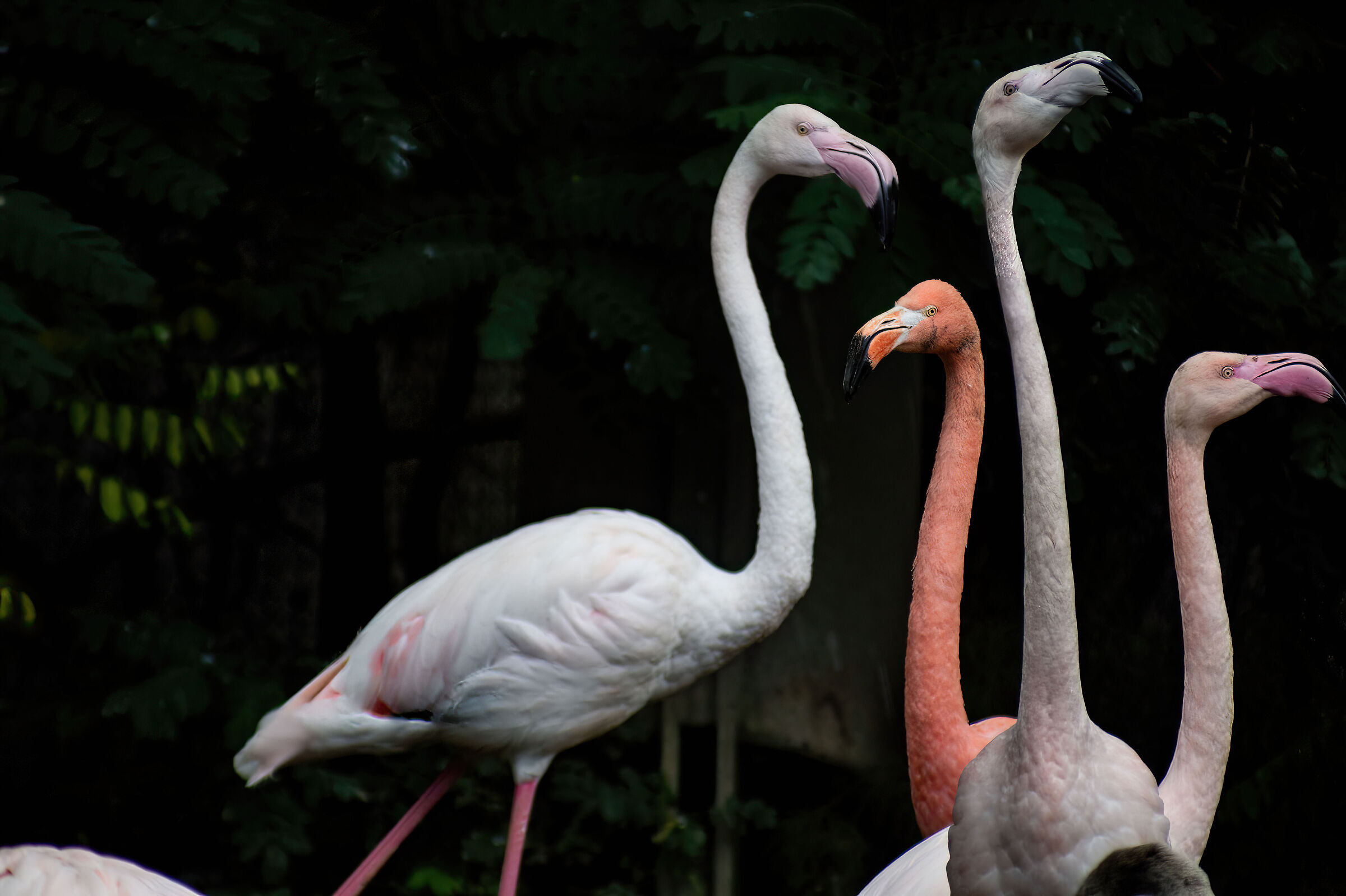 Pink flamingo or greater flamingo