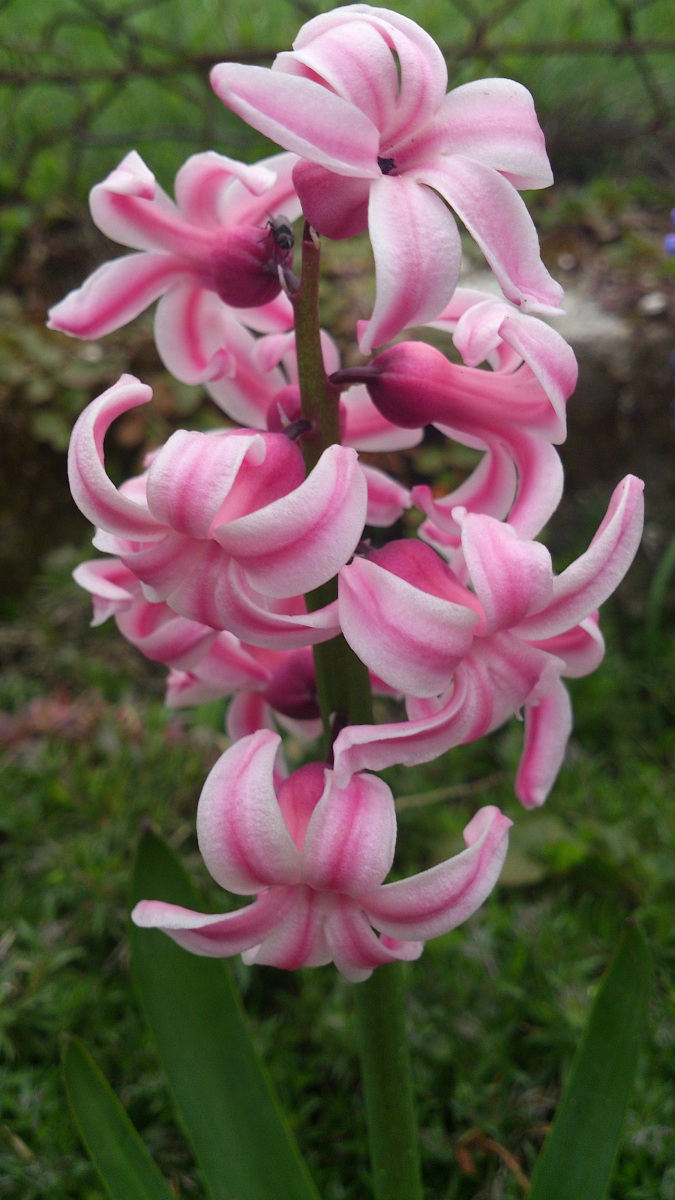 non so il tipo di fiore