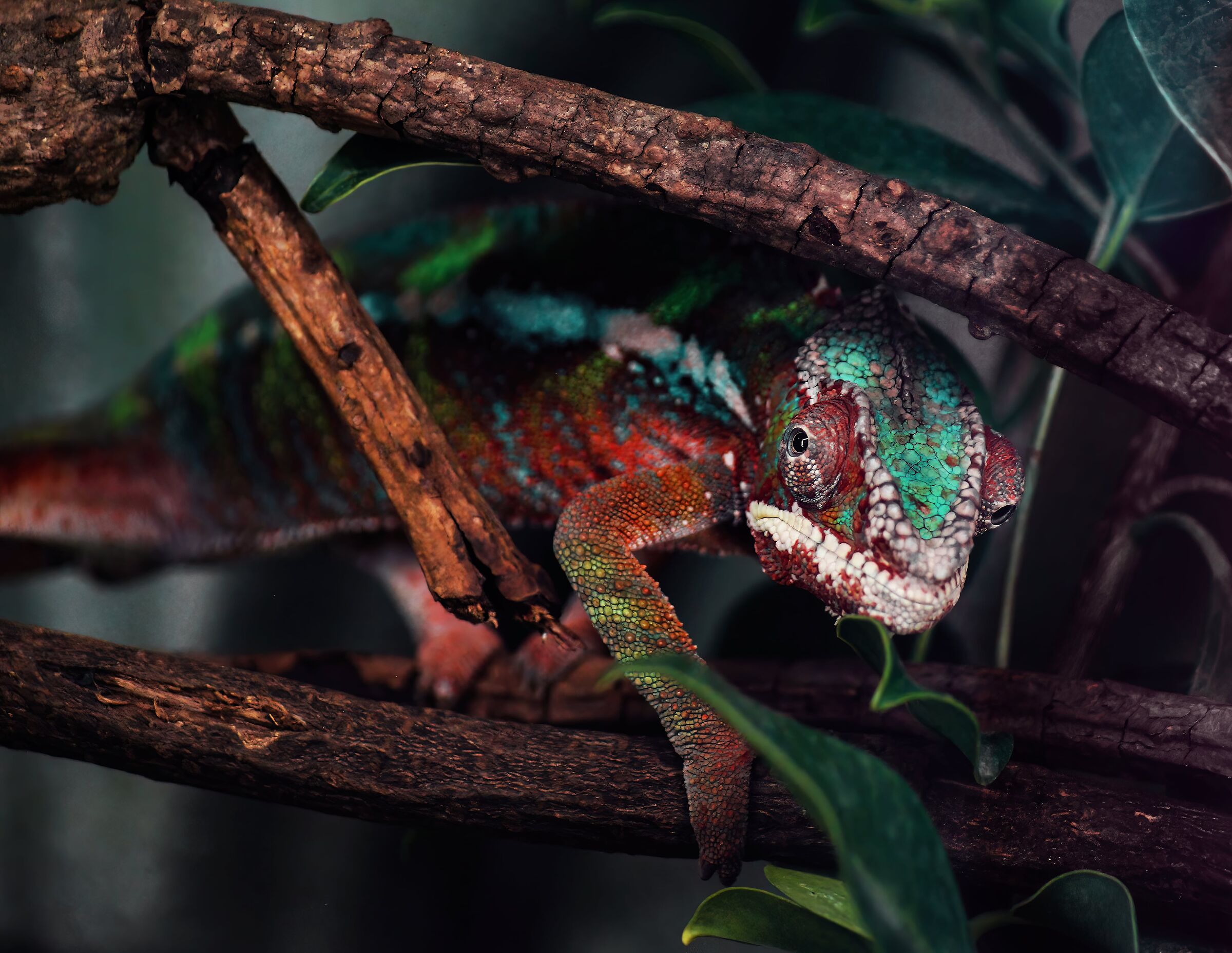 Madagascar Chameleon or Panther Chameleon