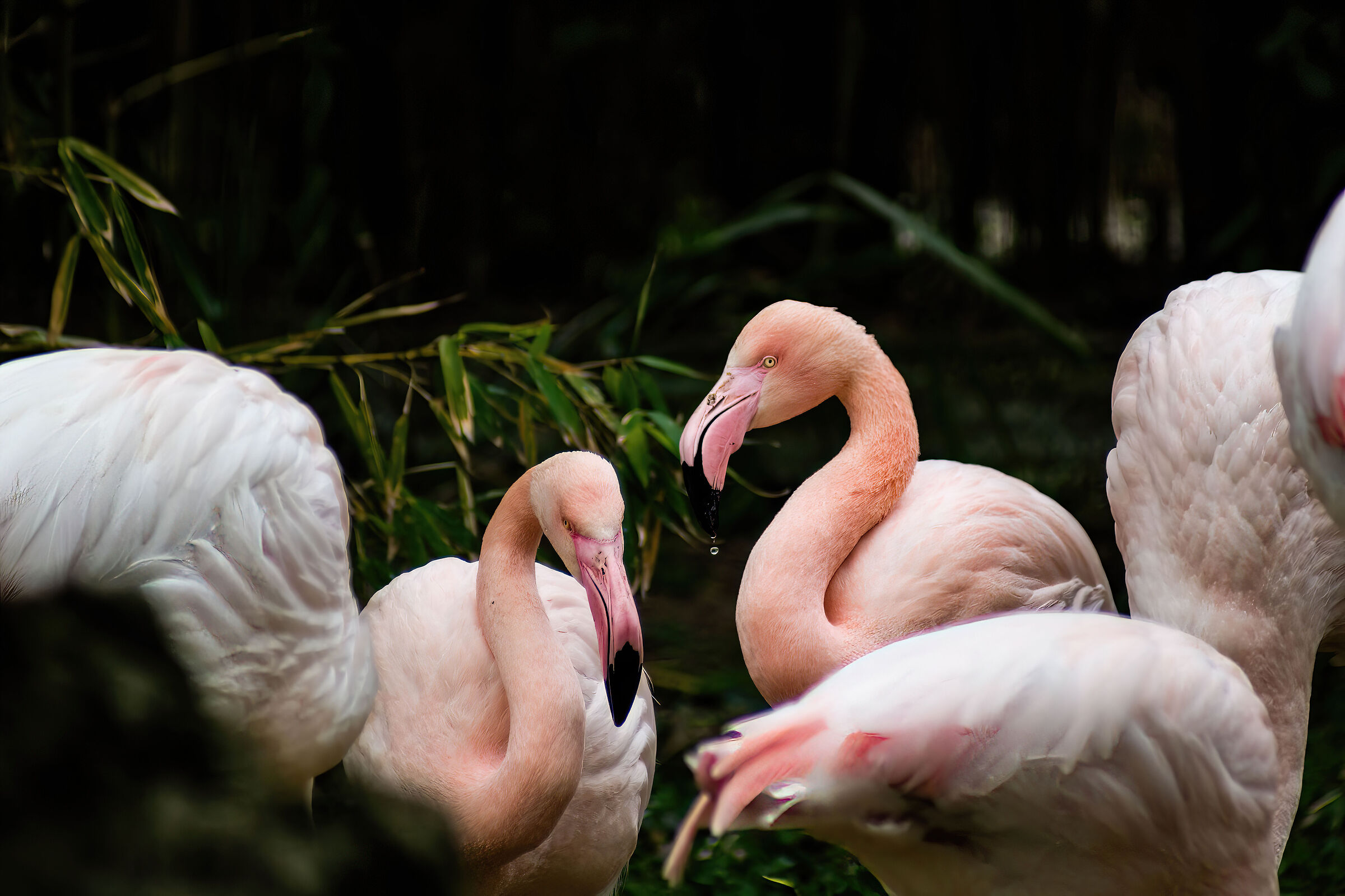 Pink flamingo or greater flamingo