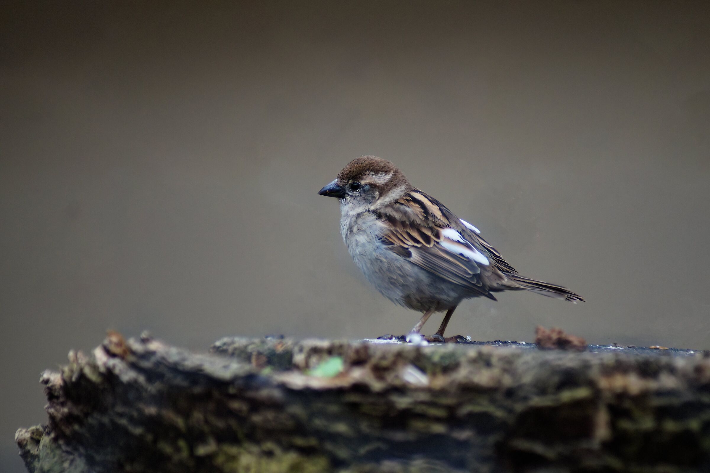 Young sparrow