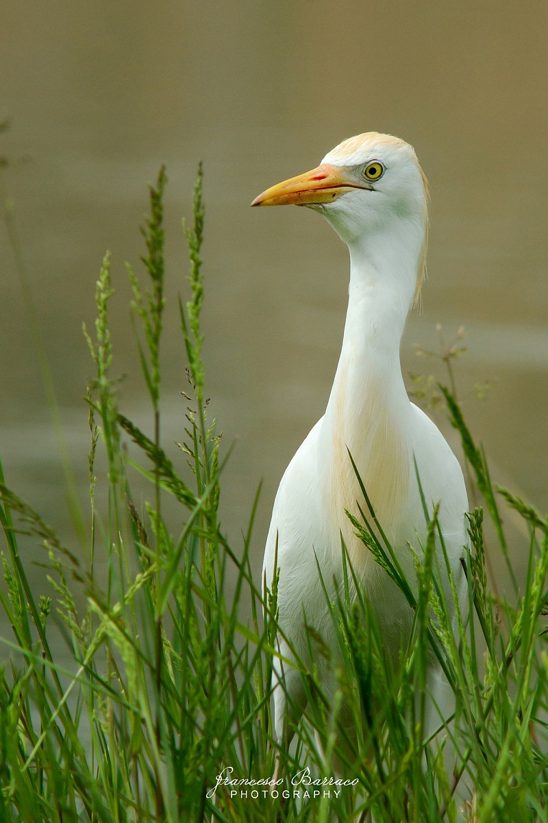 Egret