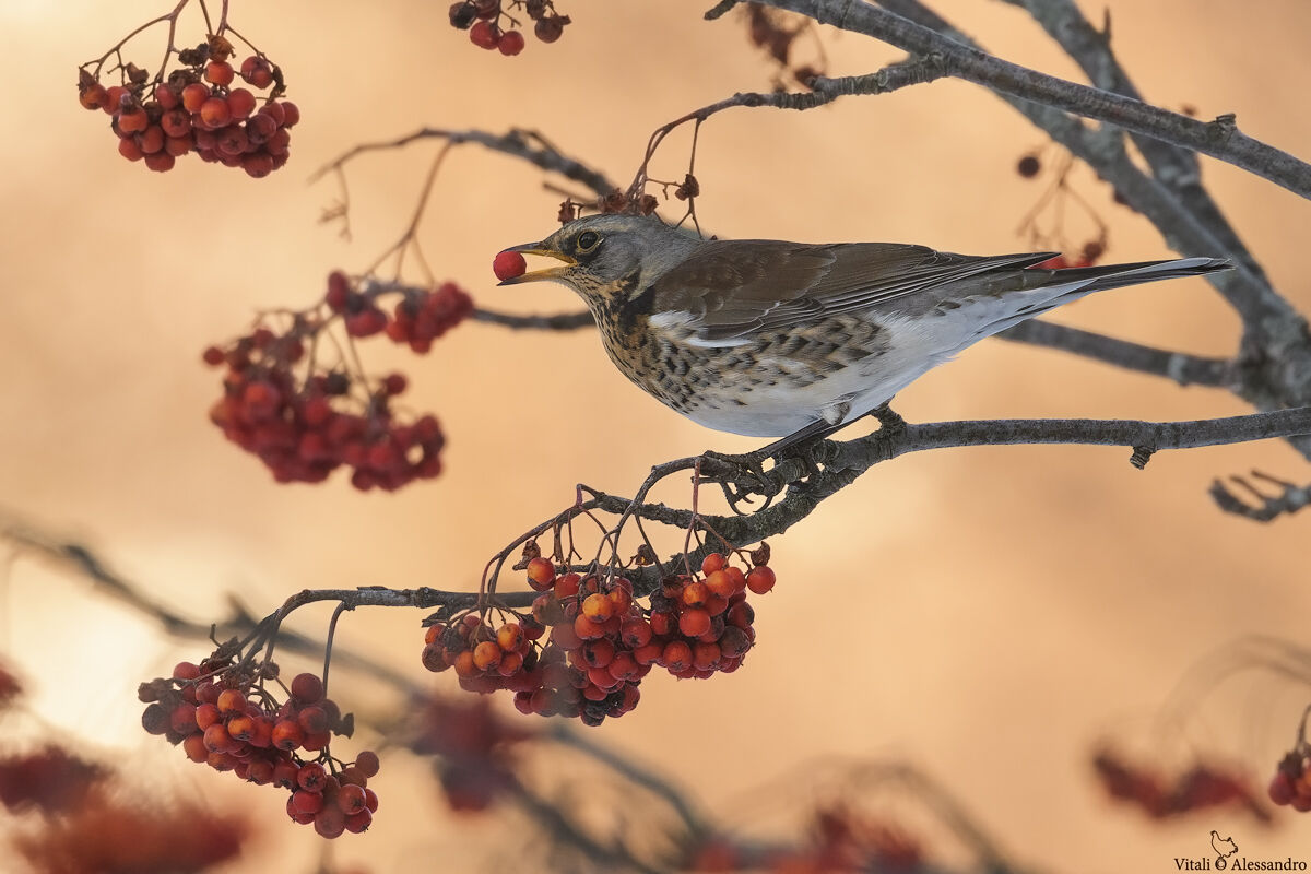 Fieldfare