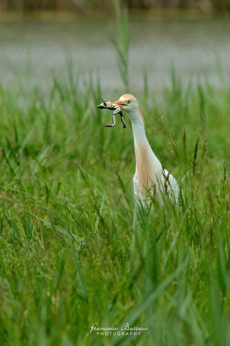 Egret