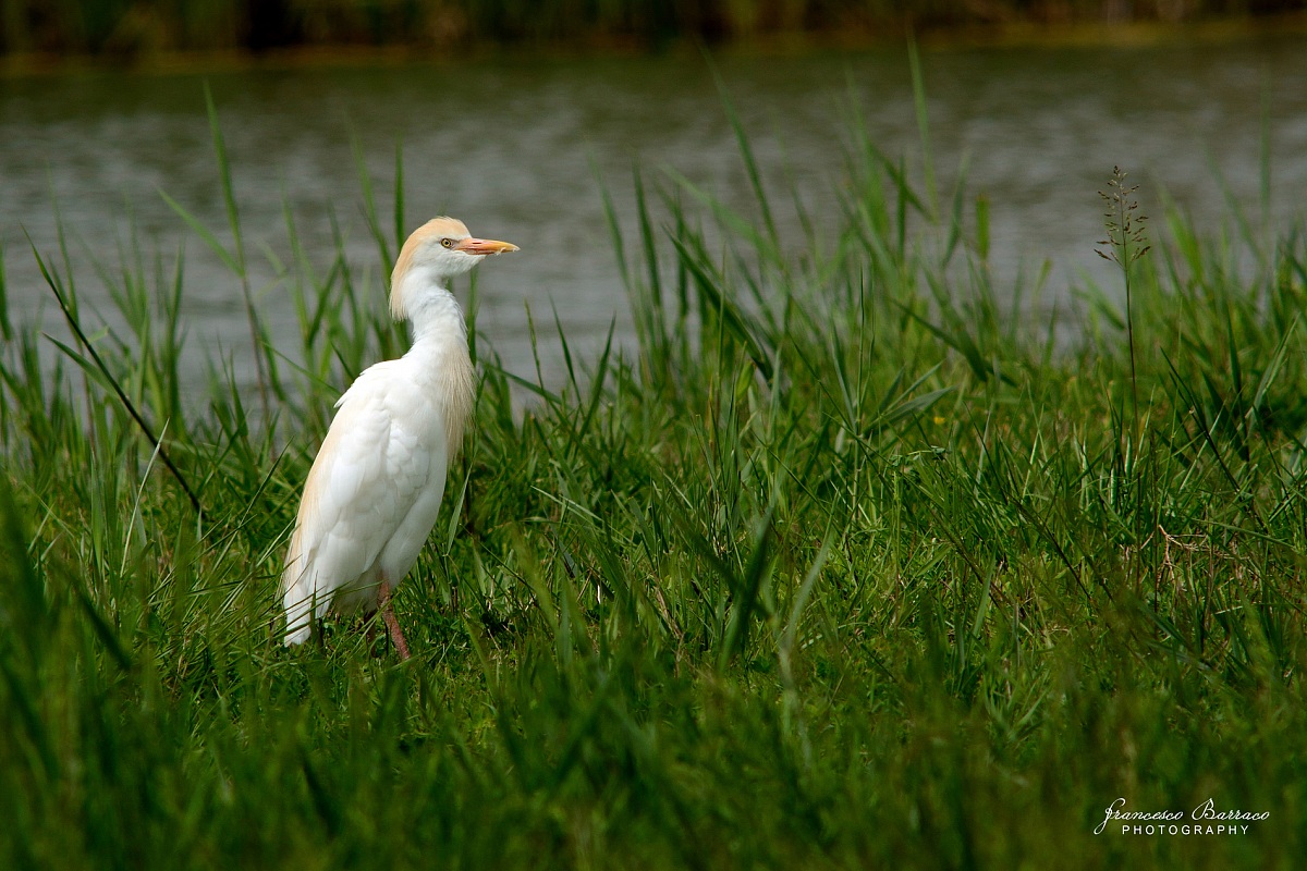 Egret