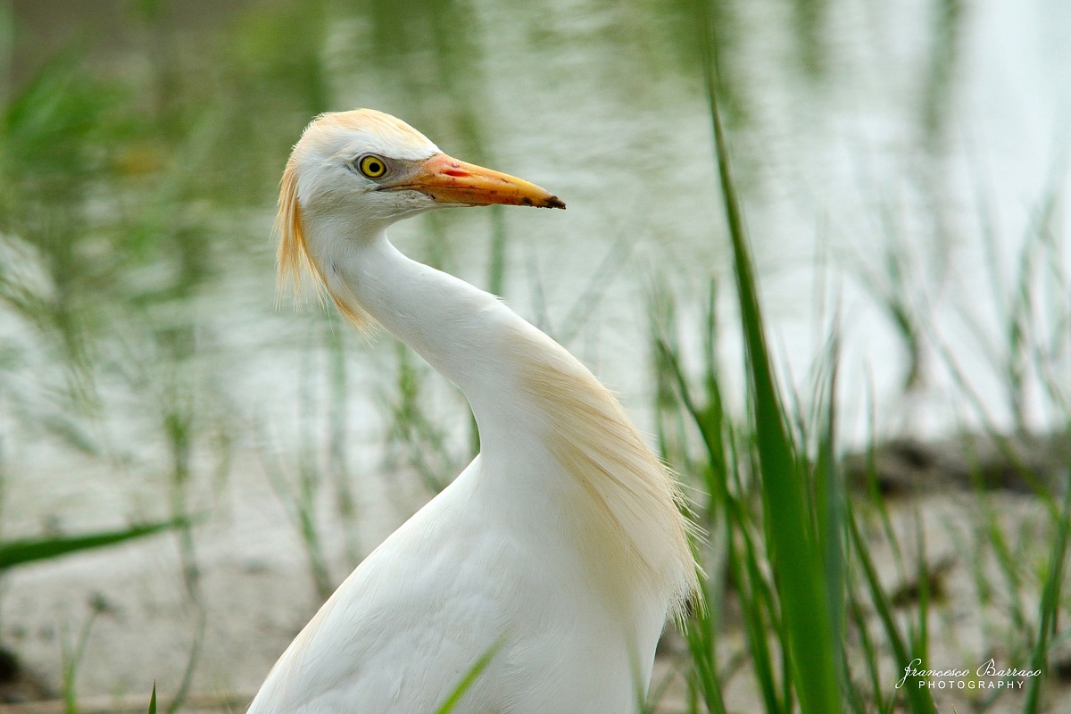 Egret