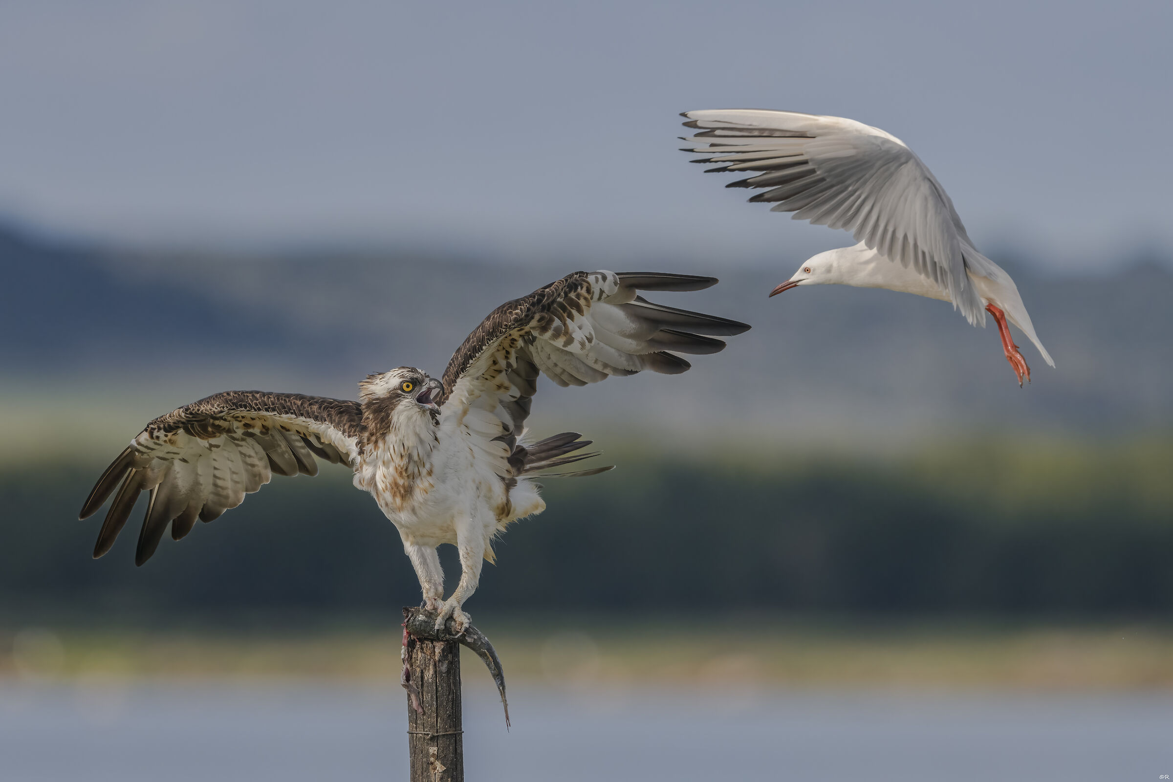 Falco pescatore vs gabbiano