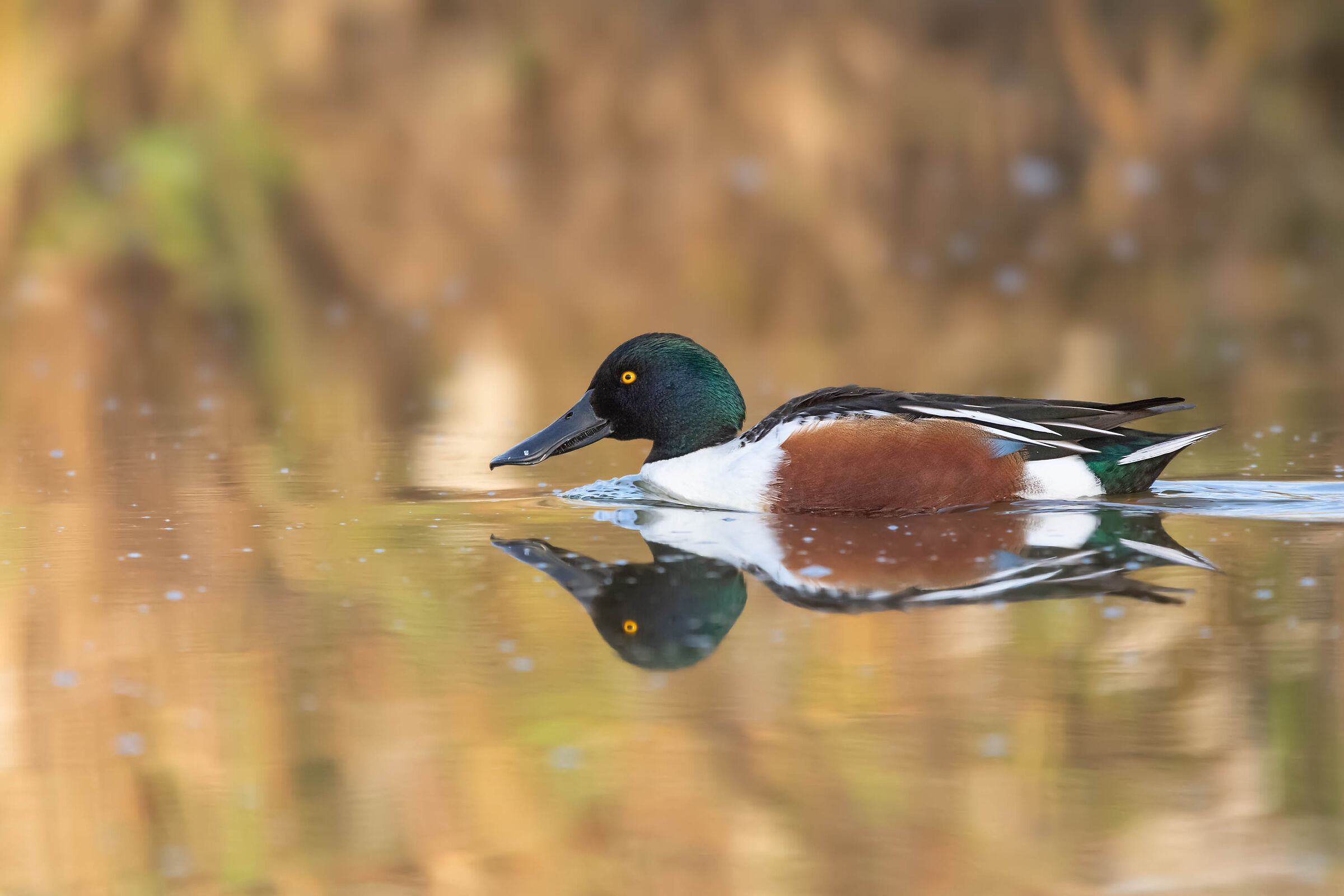 Mestolone specchiato