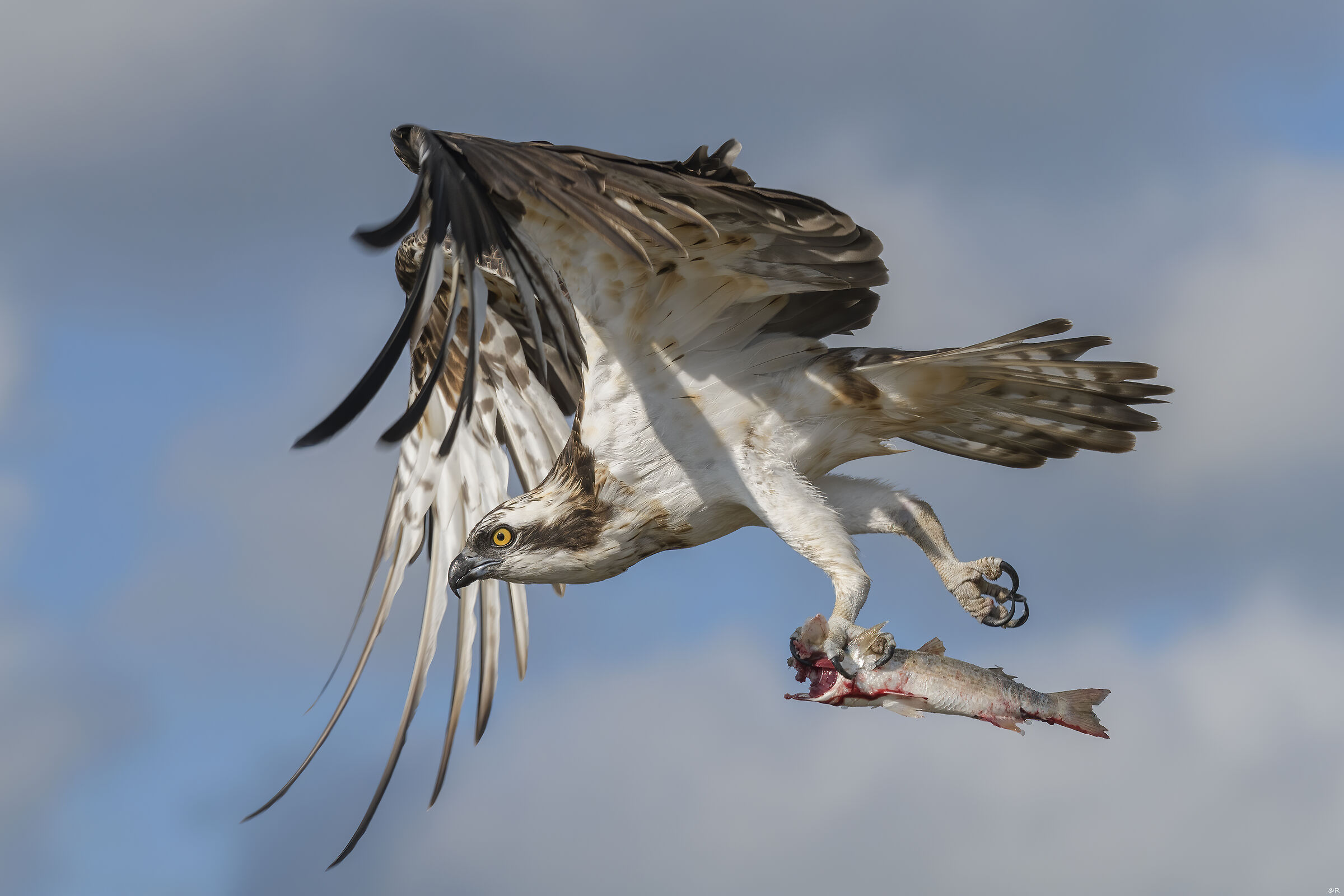 Falco pescatore flyby