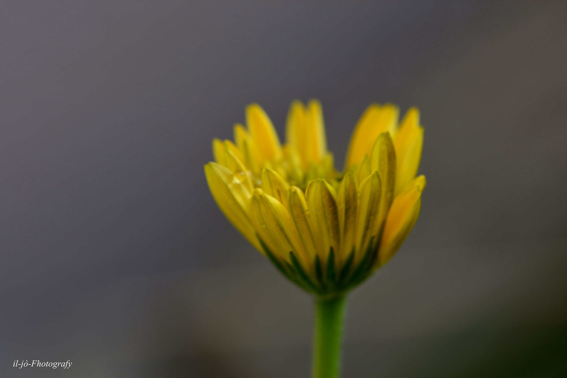 Untitled Photo