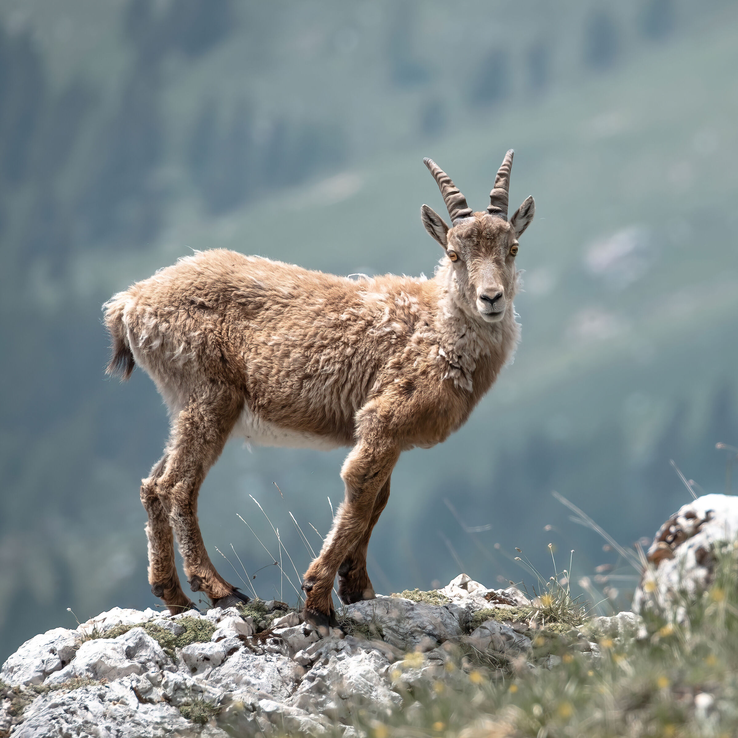 Ibex of the Malga