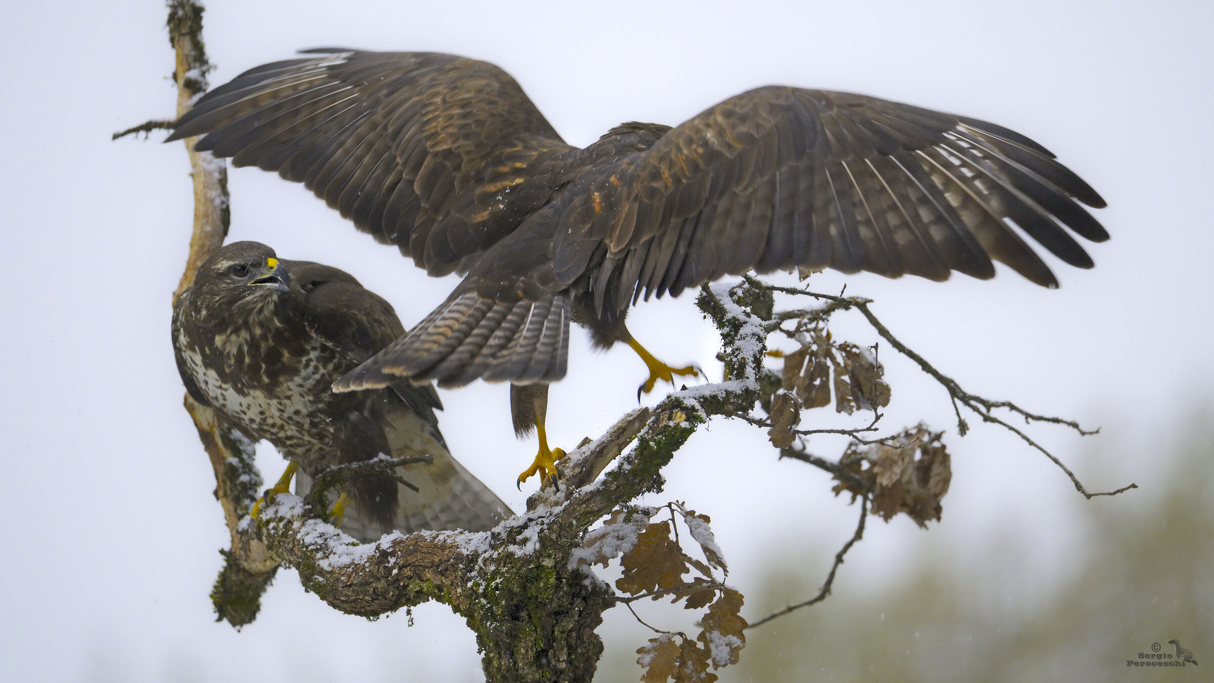 Lite tra nebbiolina e nevischio