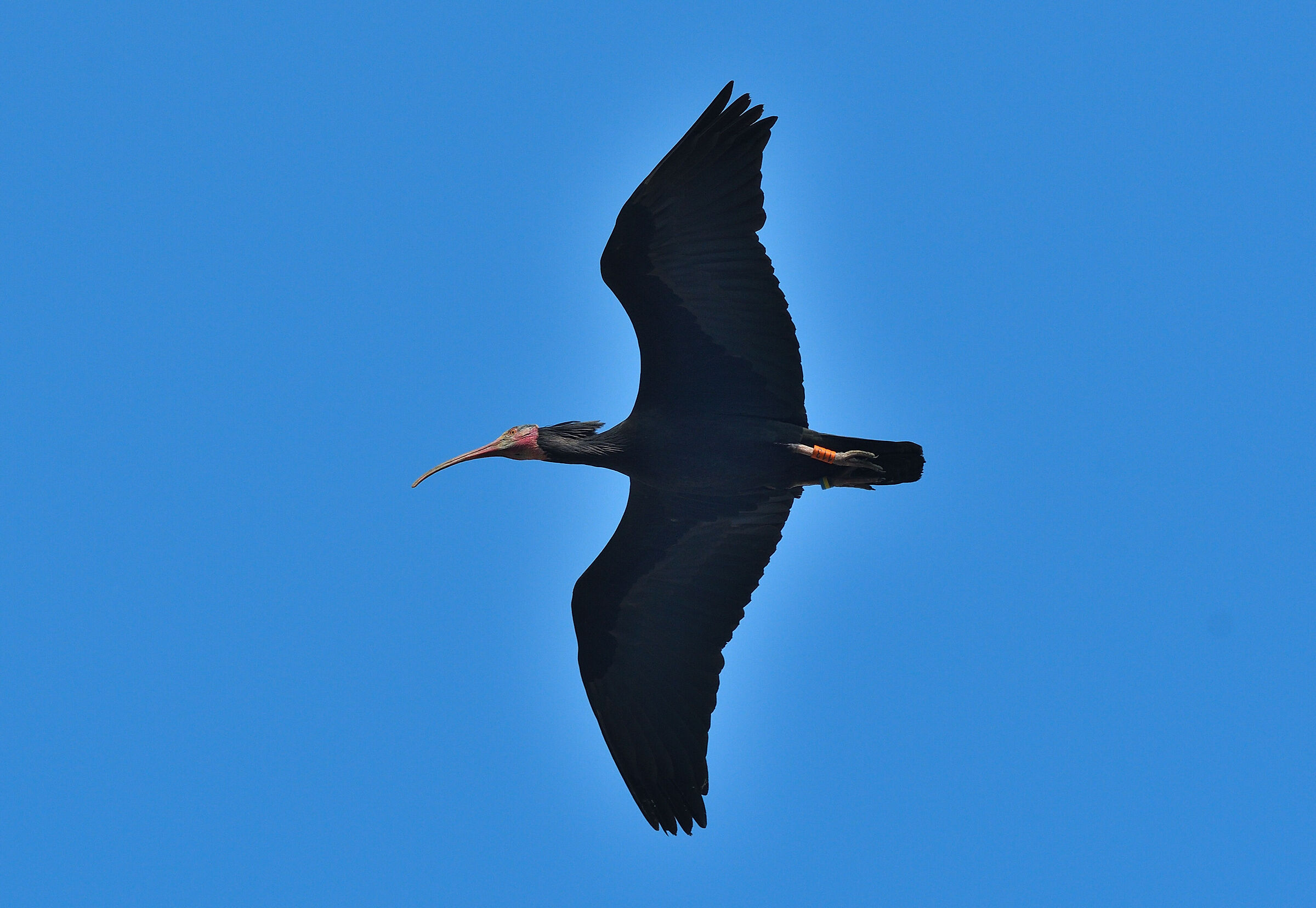 Northern Bald Ibis