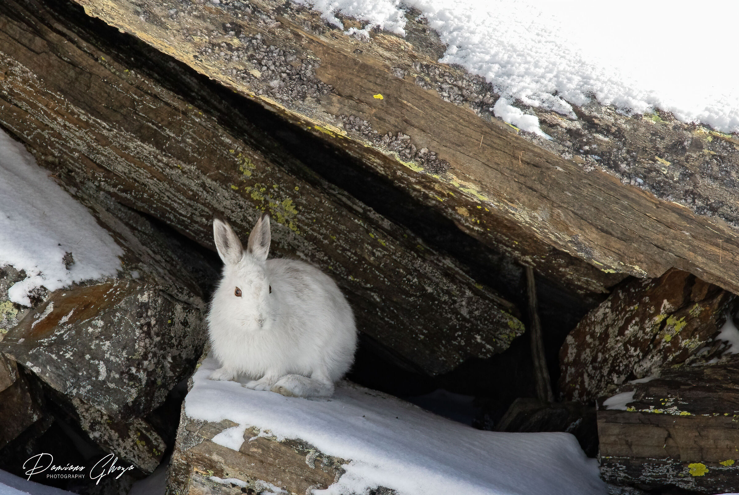Variable hare