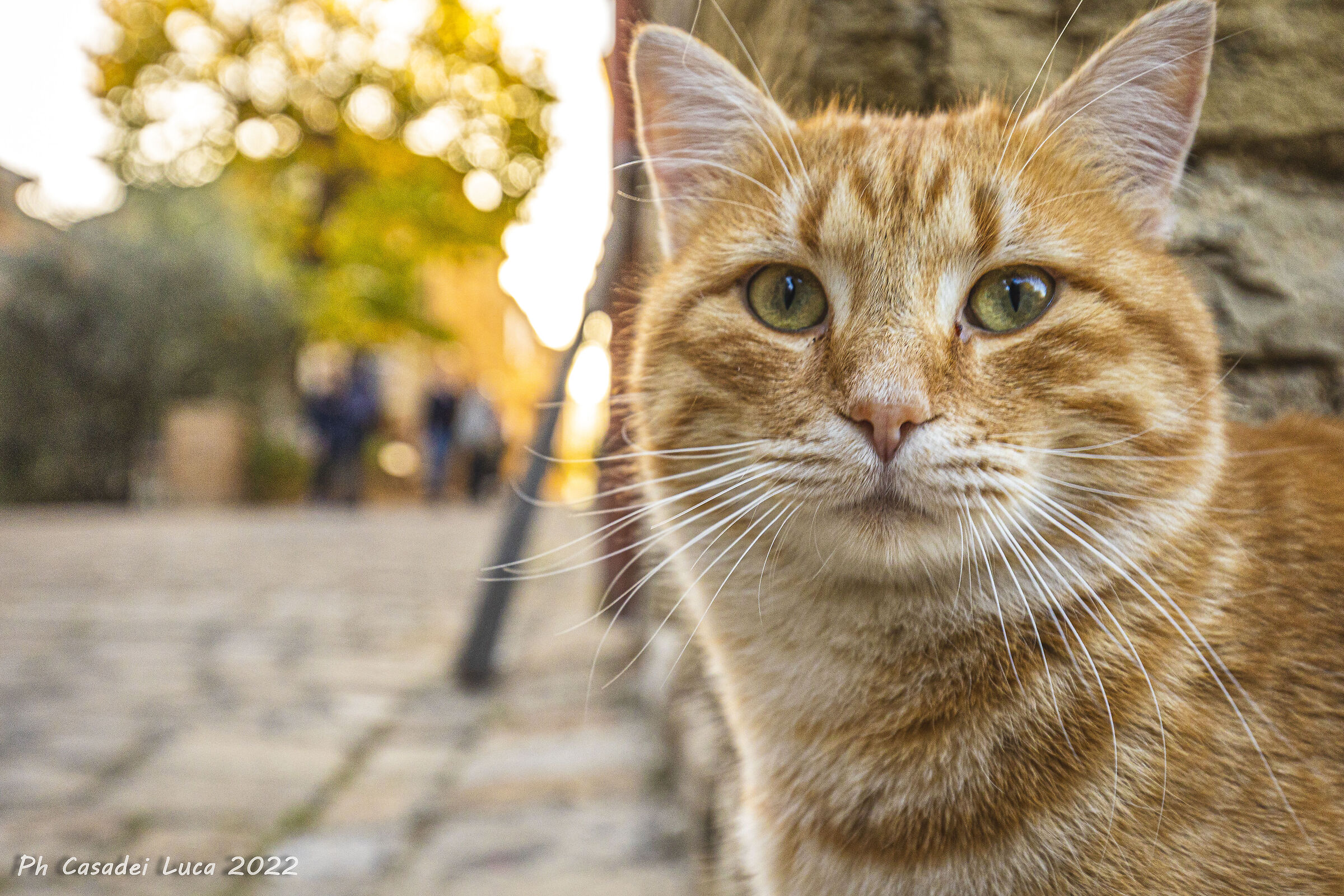 Sguardi