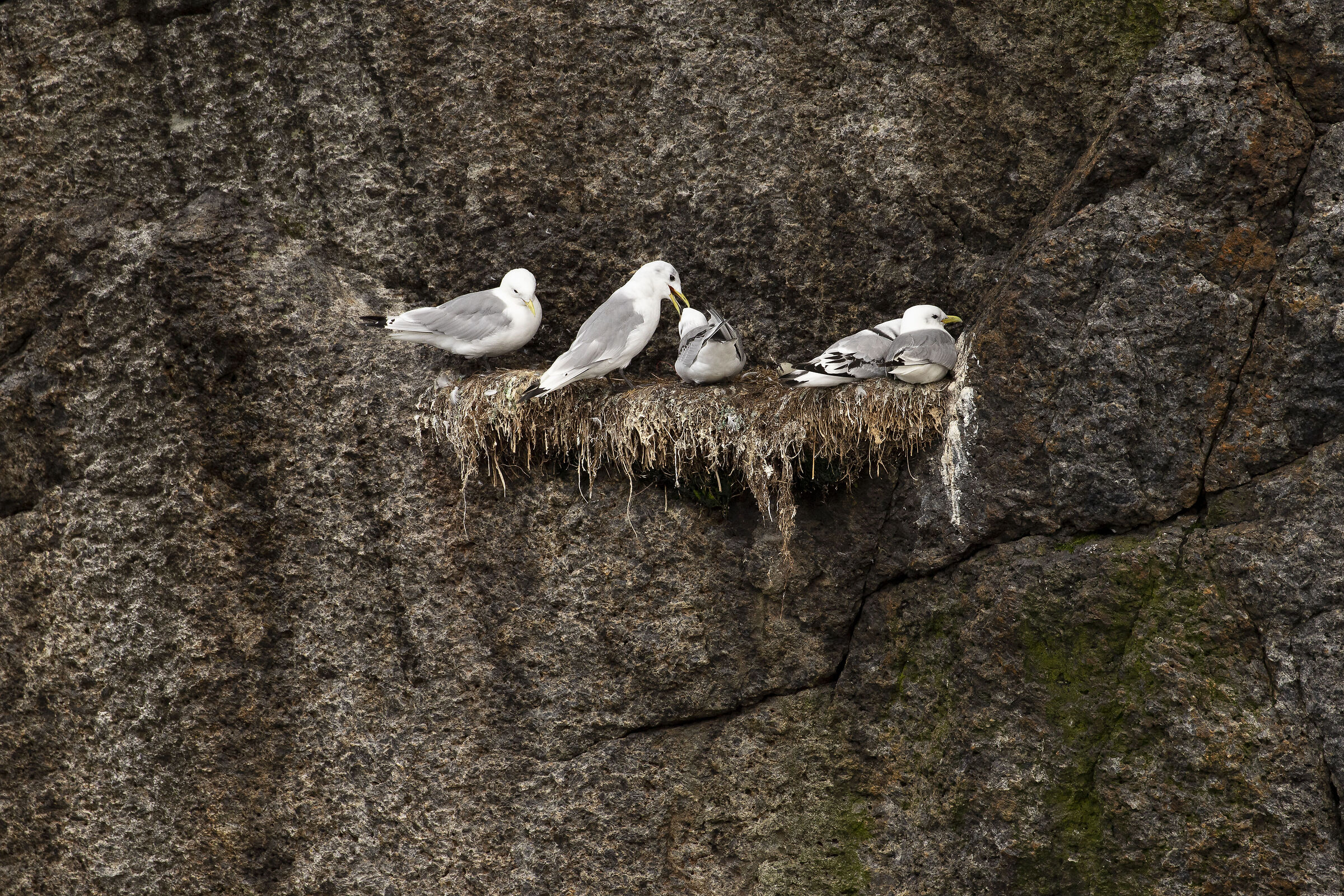 kittiwake (Rissa tridactyla)