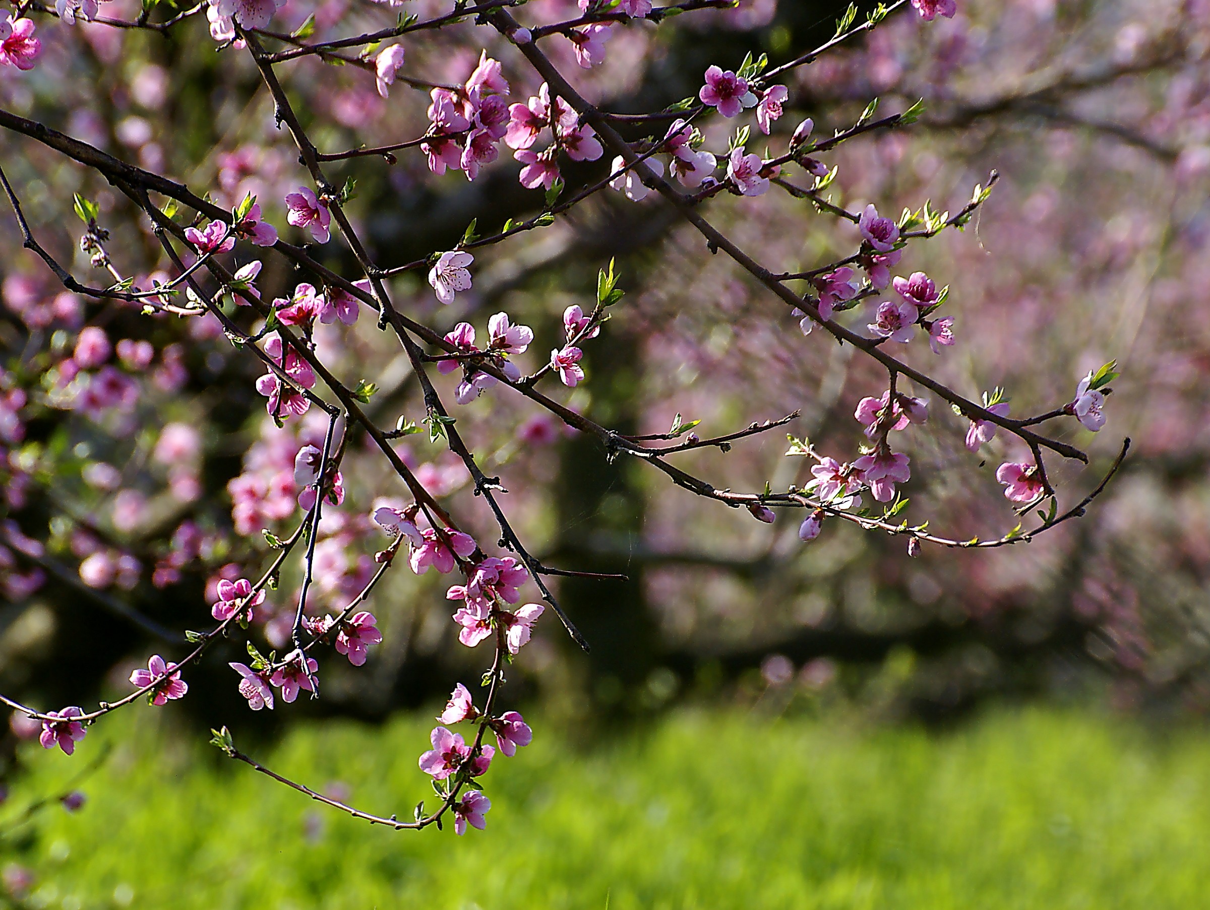 Impressions of pink in the peach orchard