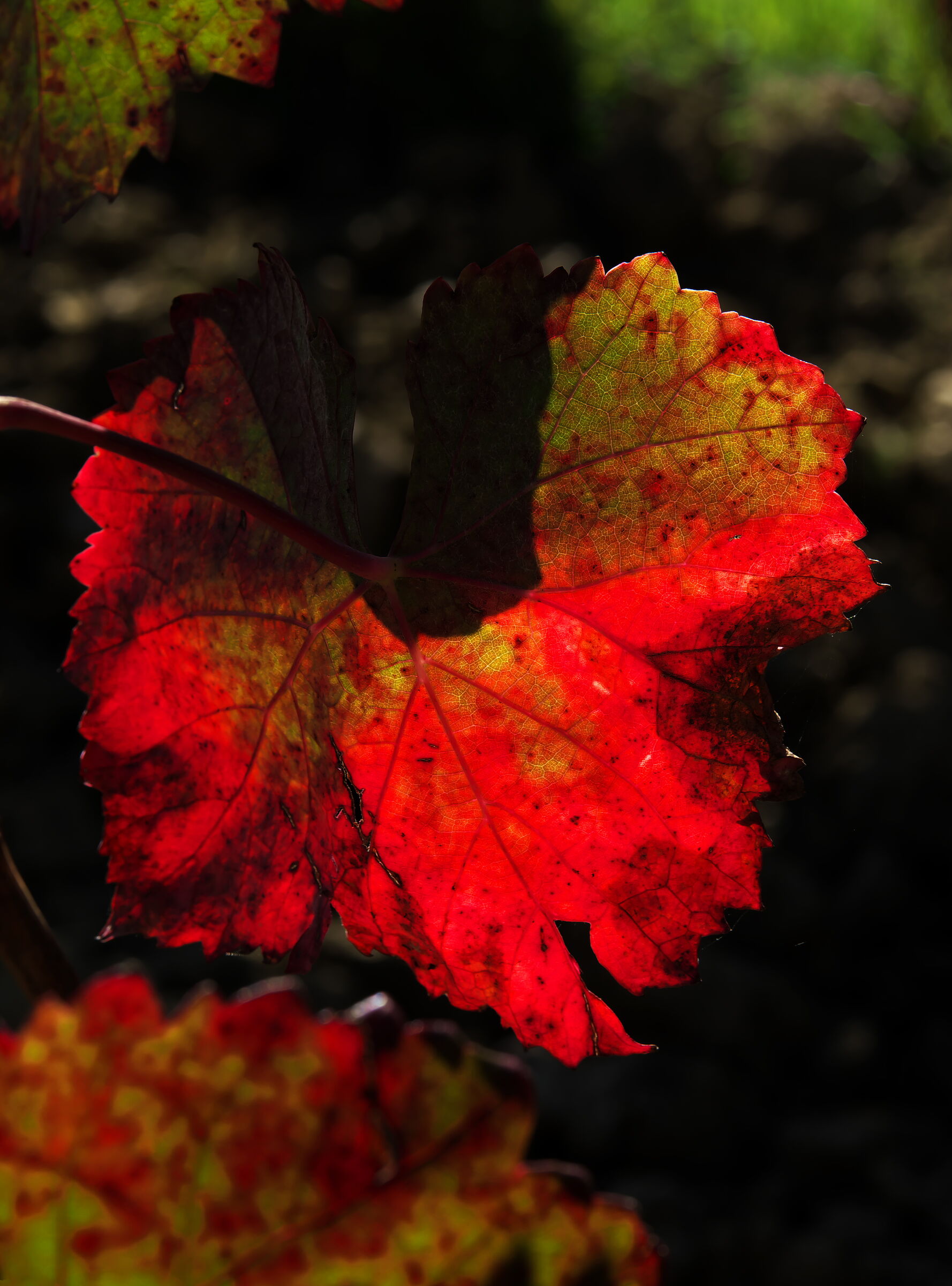 The Red Leaf