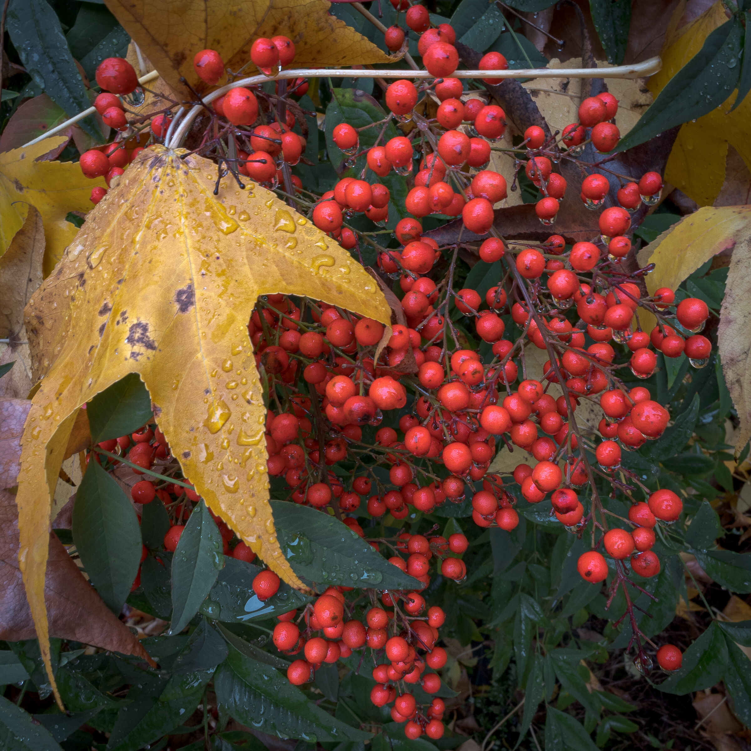 Tra autunno e inverno