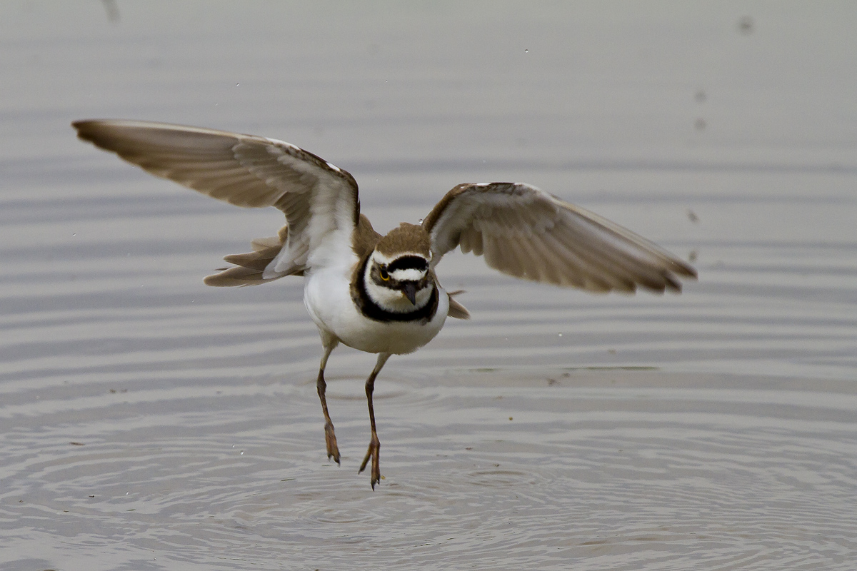 Un Corriere Piccolo in atterraggio