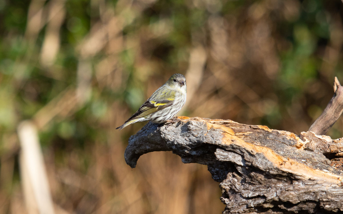 snail (Spinus spinus)