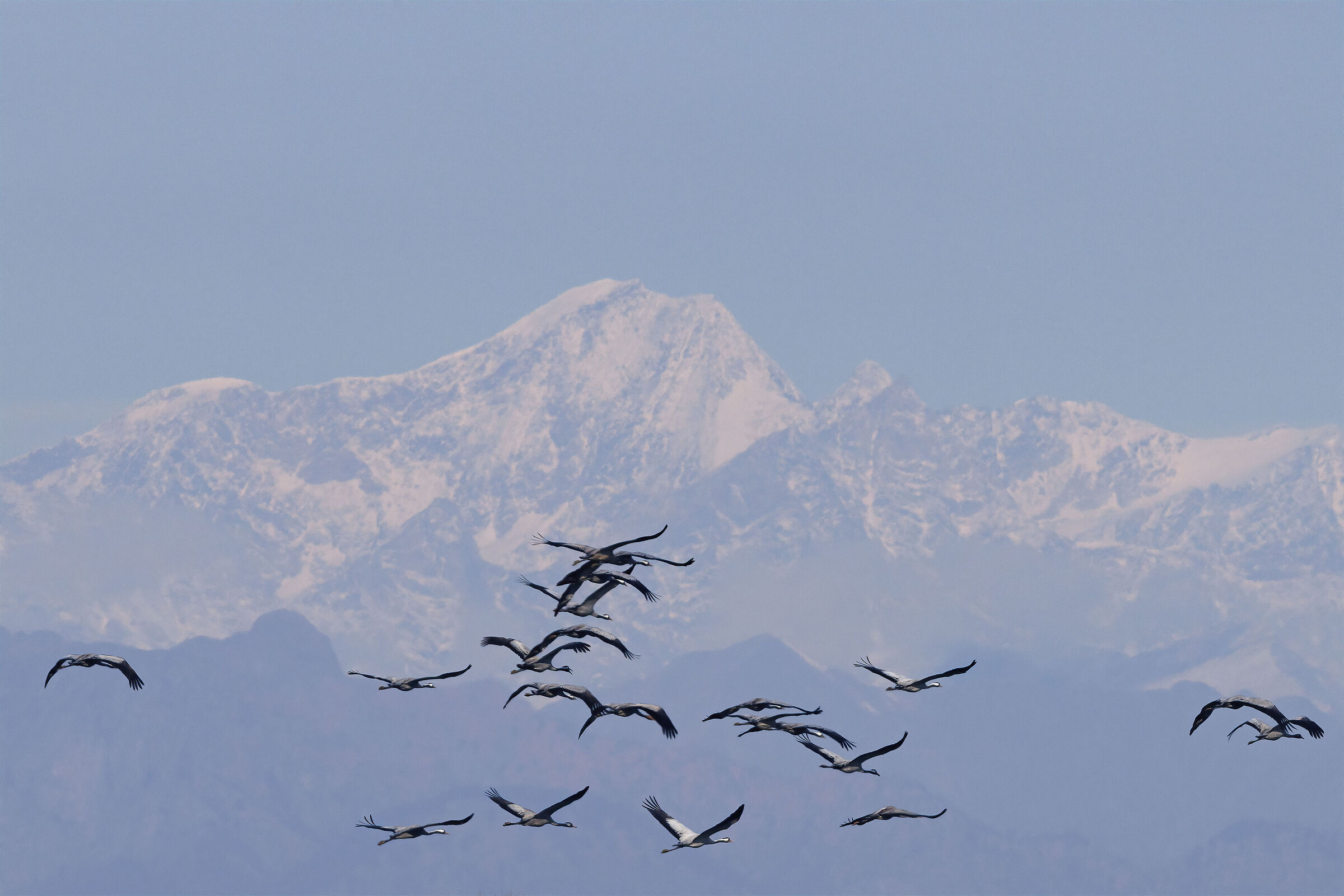Crane in front of the Swiss Alps from the Po Valley