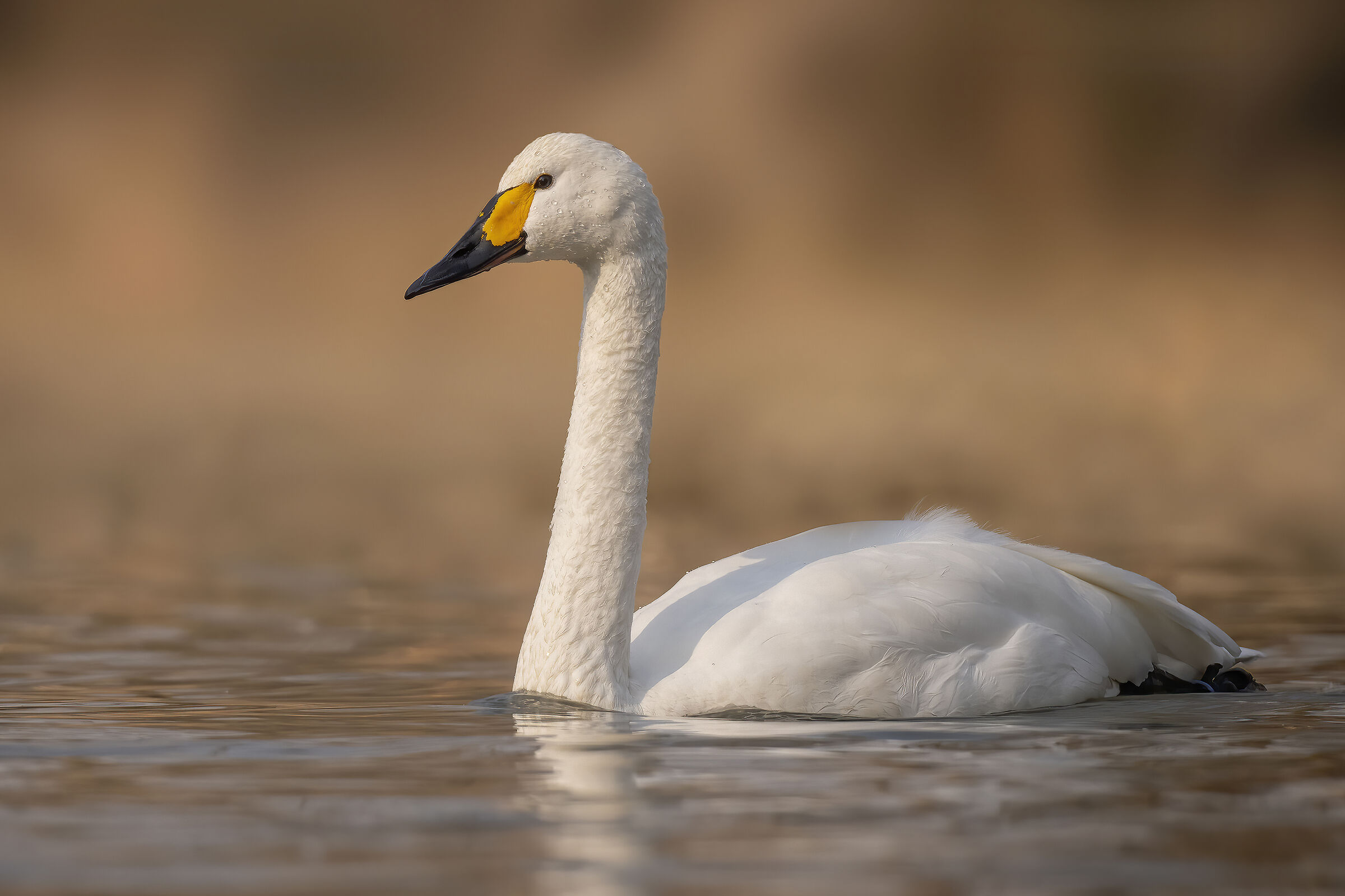 tundra swan