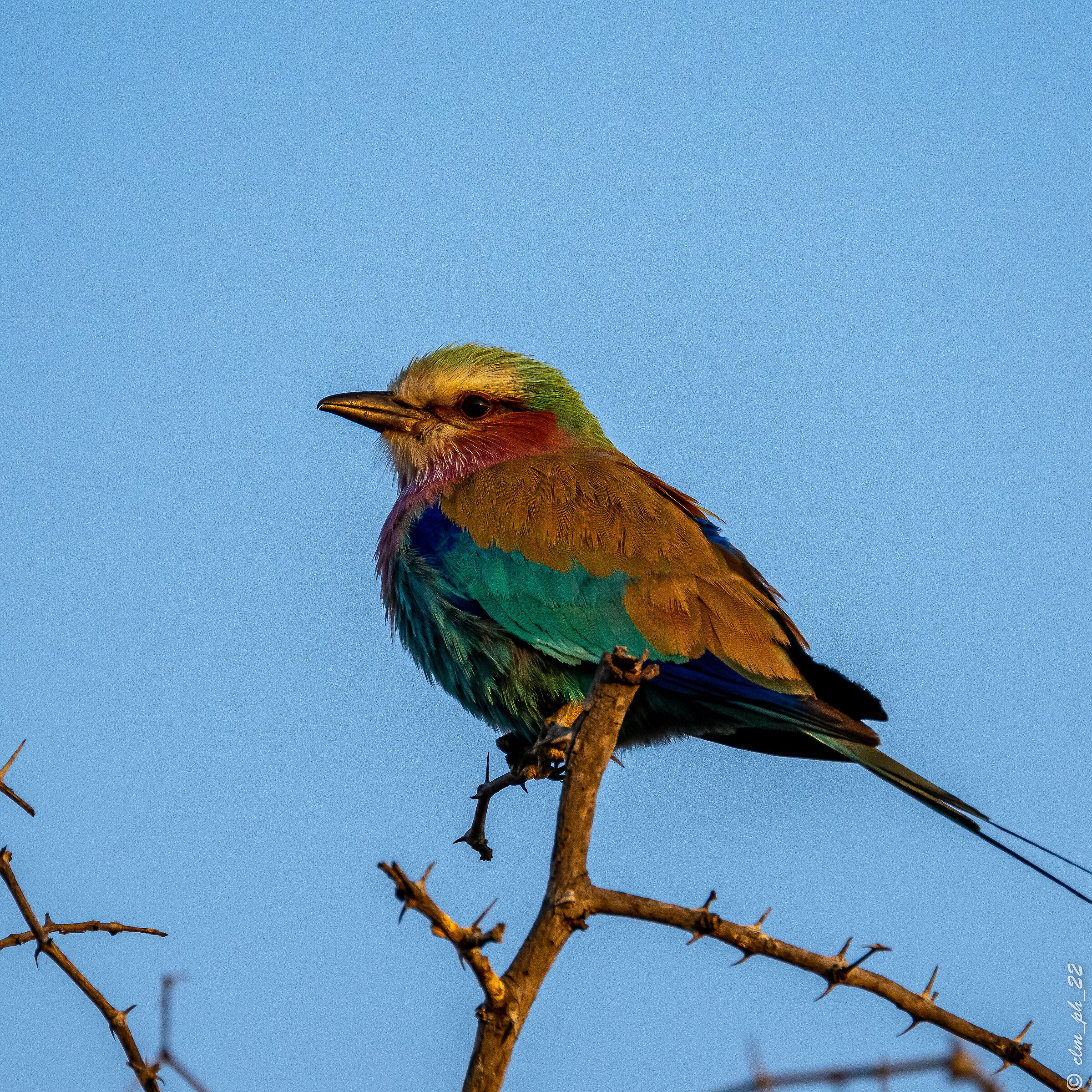 Abyssinian roller